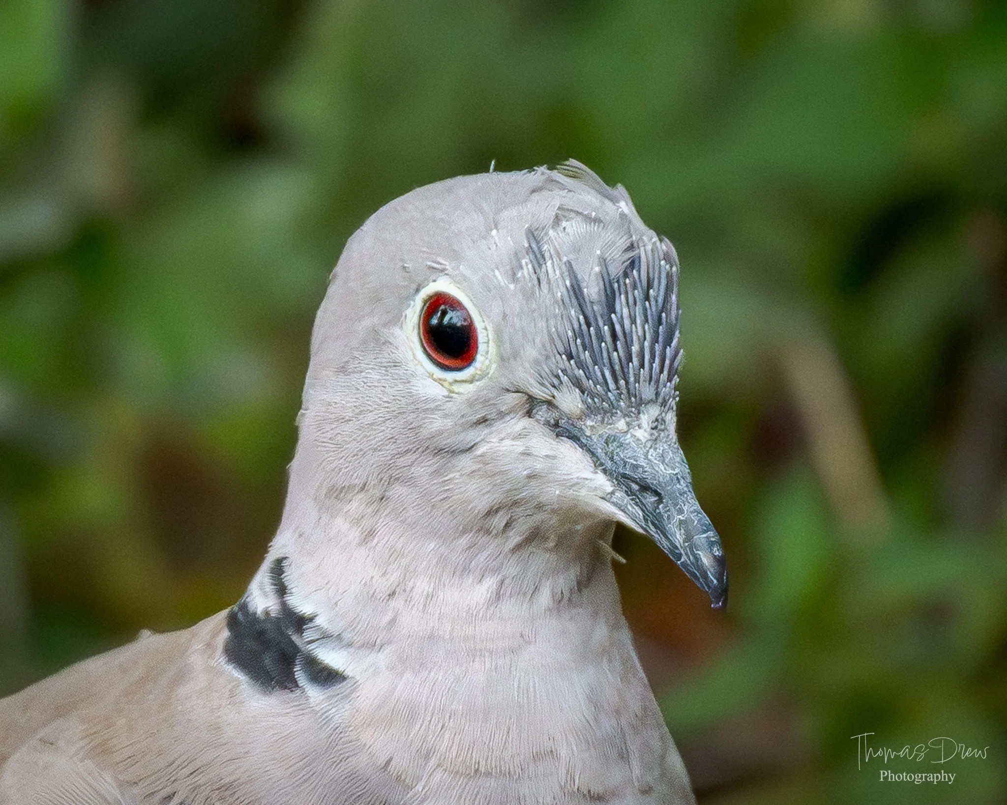 Close-up of a Collared Dove bird with a pale grey body, distinctive black crest on its head, bright red eye, and a sharp beak, with green foliage in the background.