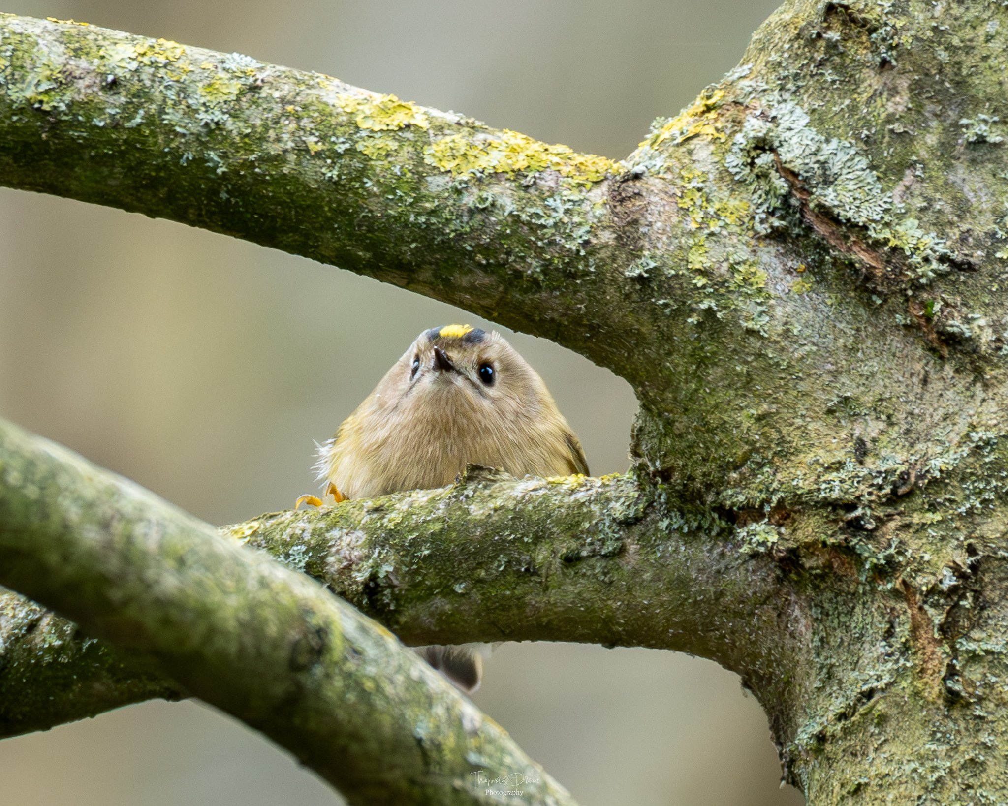 Image of a Goldcrest, a small bird with a yellow mark on its head peeking over a tree branch.