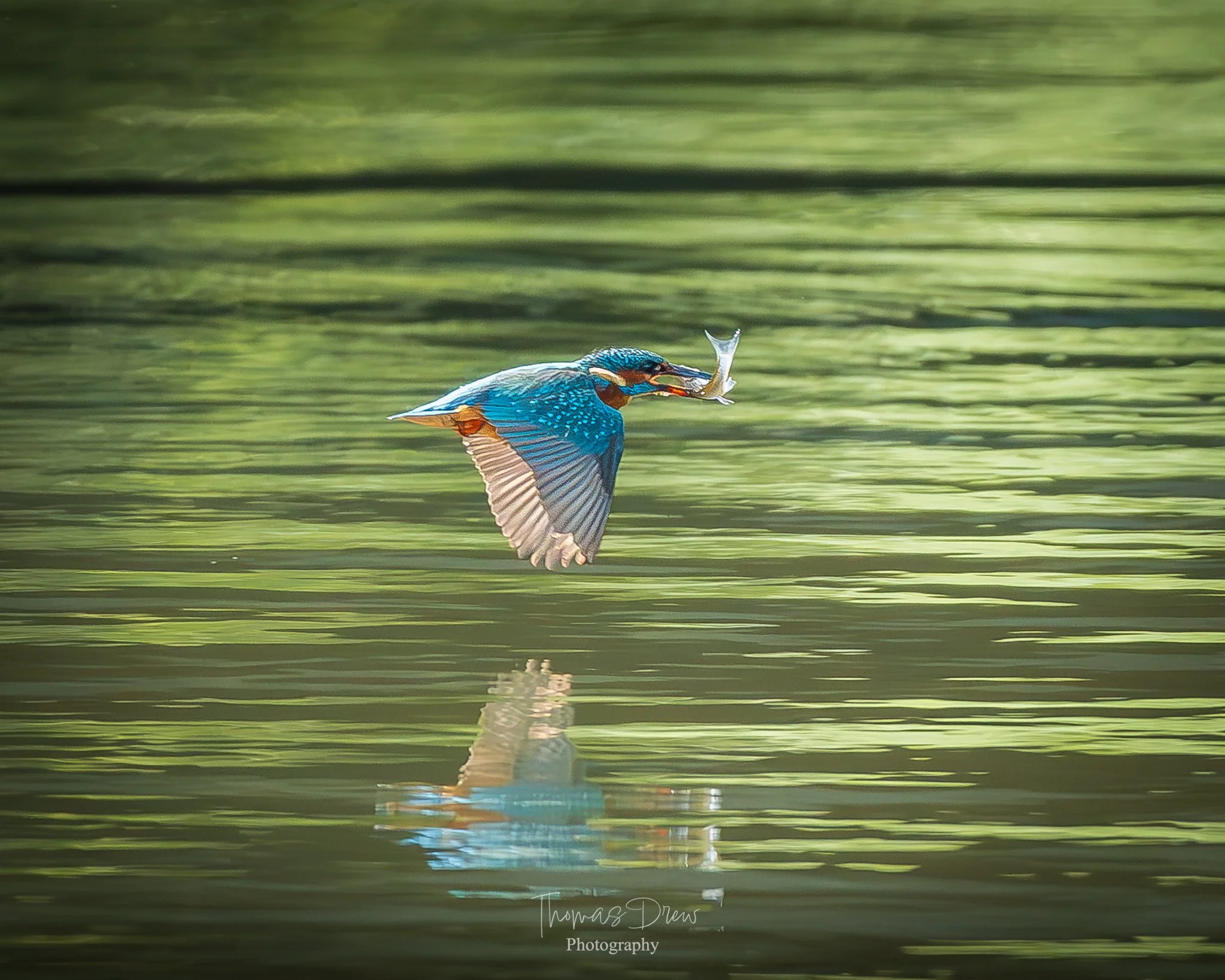 A kingfisher bird flying above water with a small fish in its beak, reflecting on the water's surface with a greenish background.