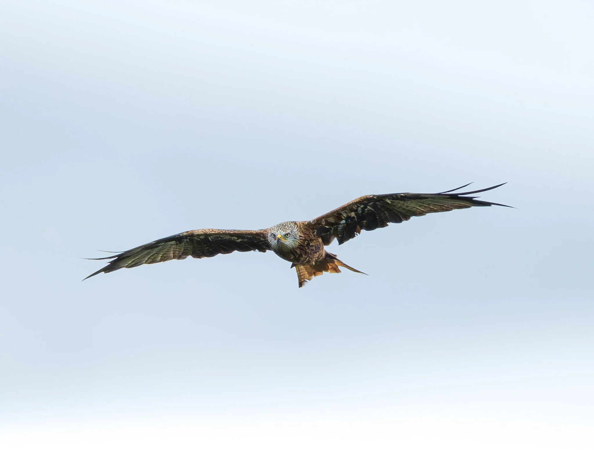 Image of a bird of prey, a red kite, flying in the sky with wings spread open.