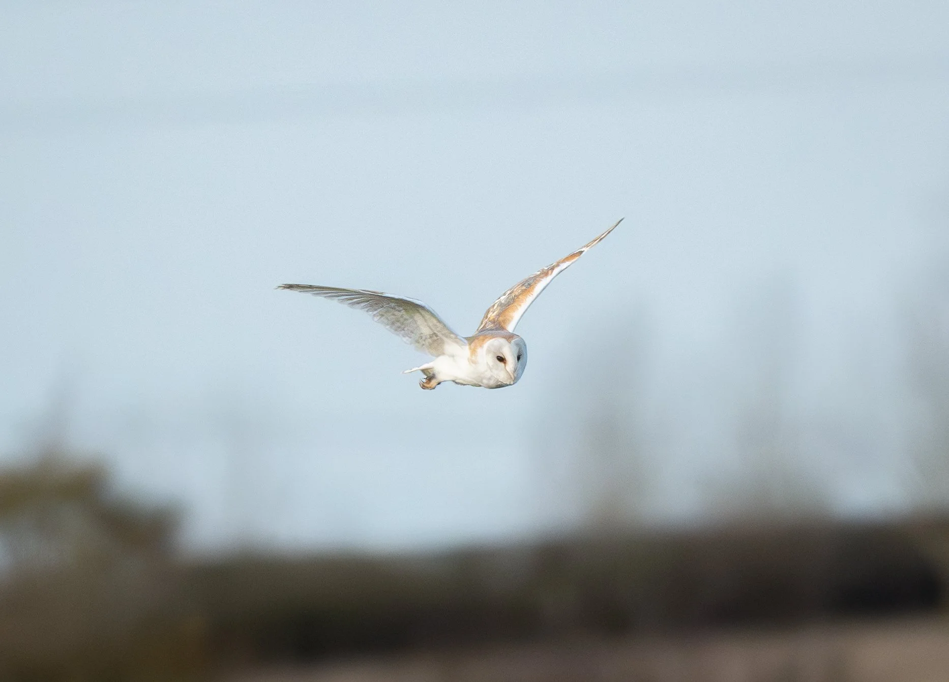 A barn owl flying in the sky with outstretched wings.
