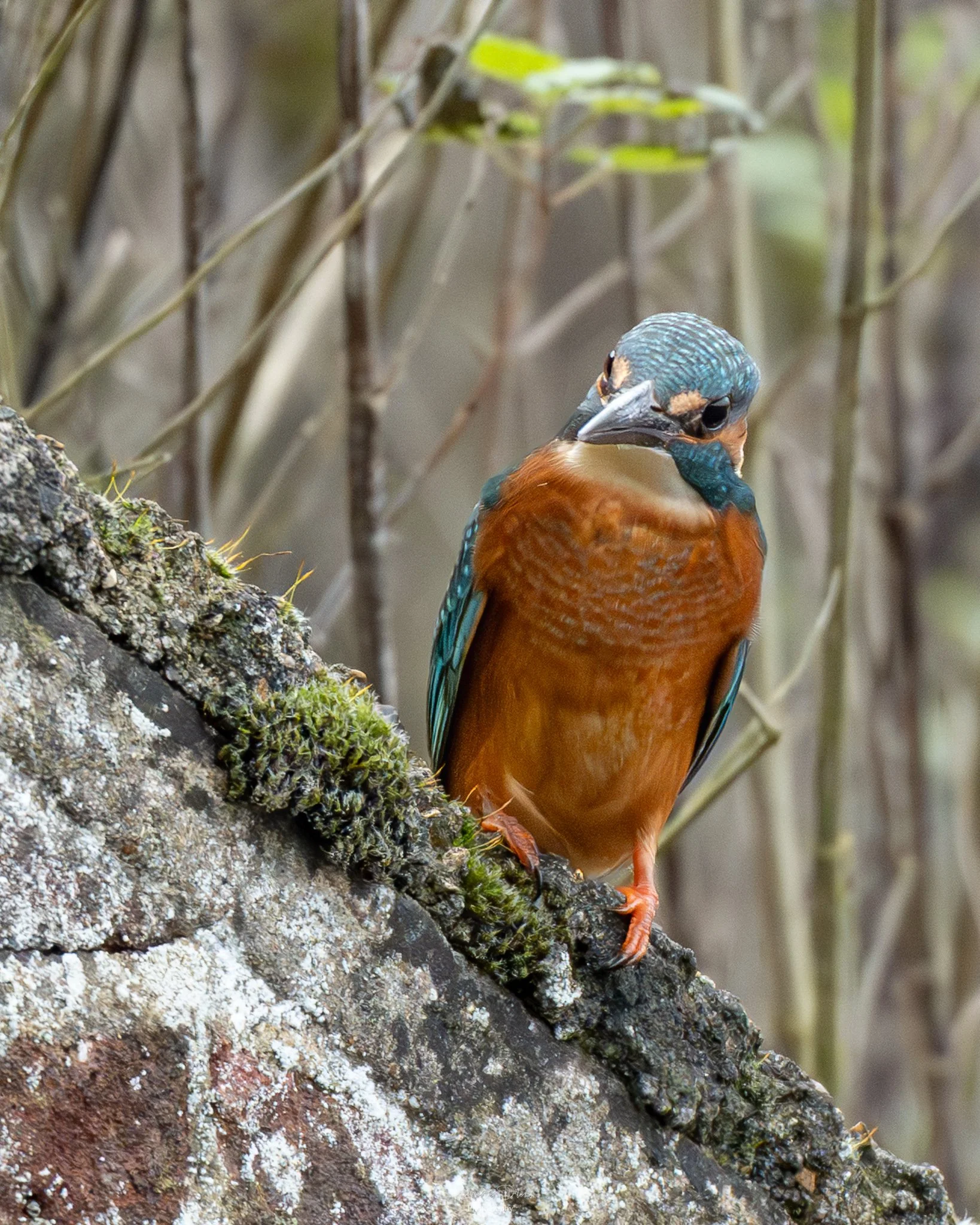 A colorful kingfisher bird perched on a moss-covered rock, with blurred natural foliage in the background.