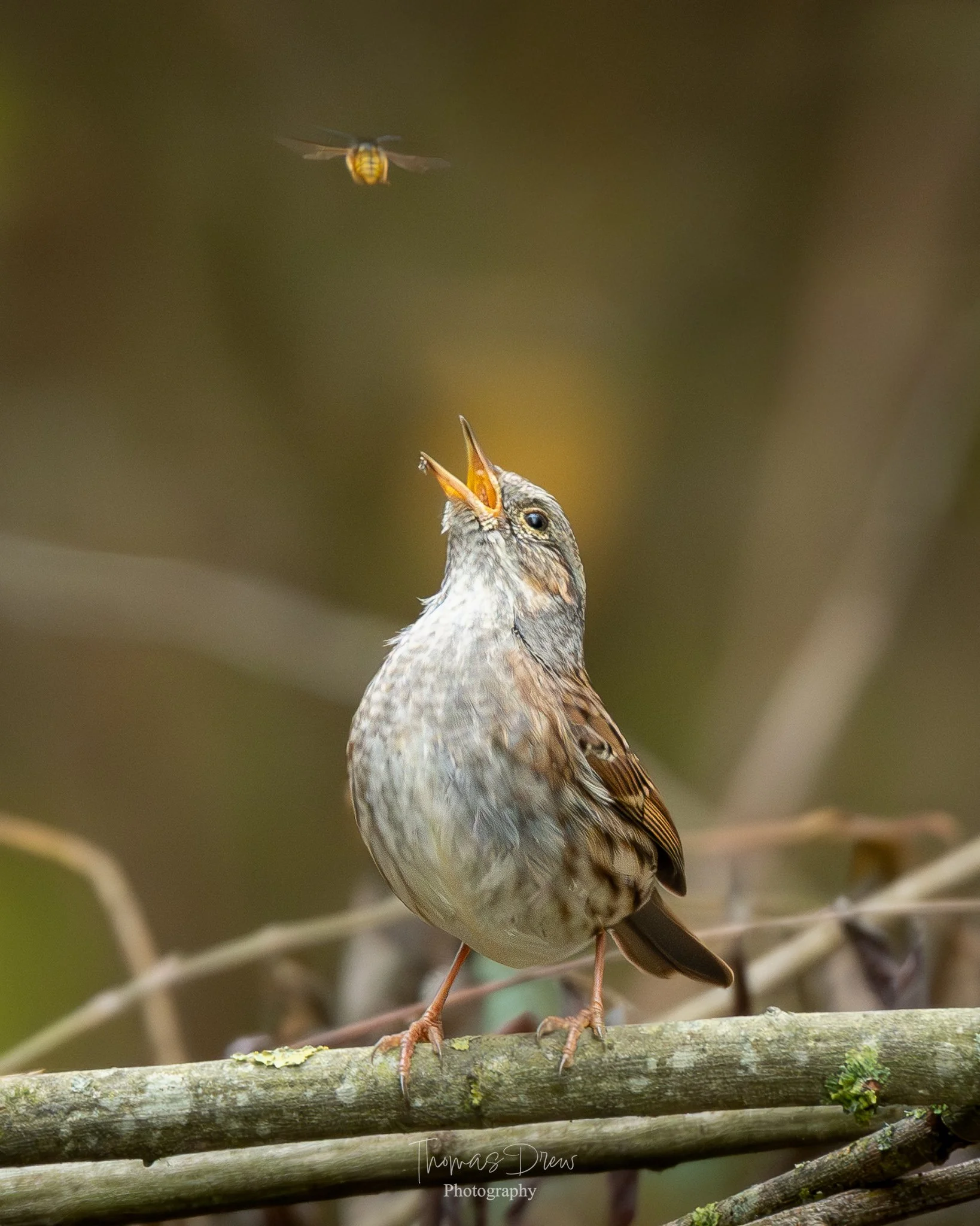 A Dunnock, a small bird with grey and brown plumage sings with its beak open, looking up at a flying insect above it. The bird is perched on a thin branch in a natural setting.