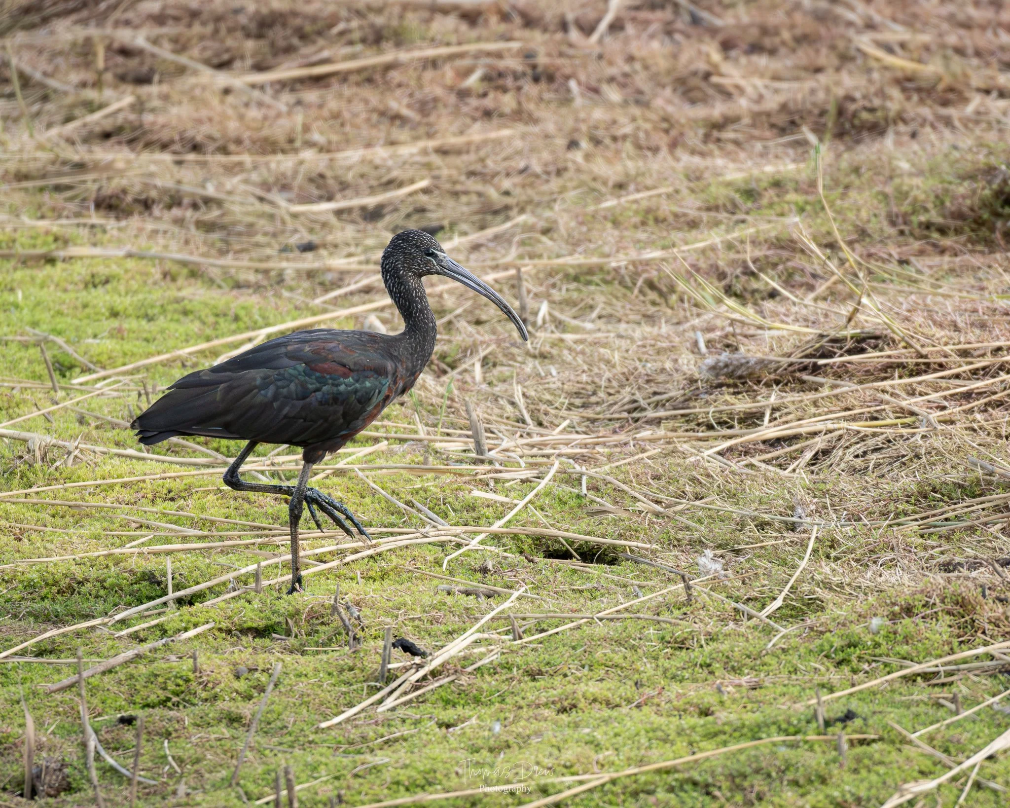 A Glossy Ibis, a black bird with a long, curved beak standing on a mossy and grassy ground with dry grass and twigs around it.
