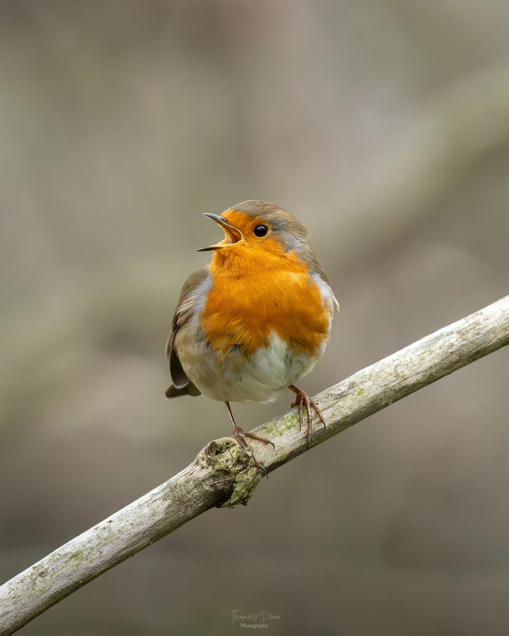 A small bird, a robin, perched on a branch with its beak open as if singing.