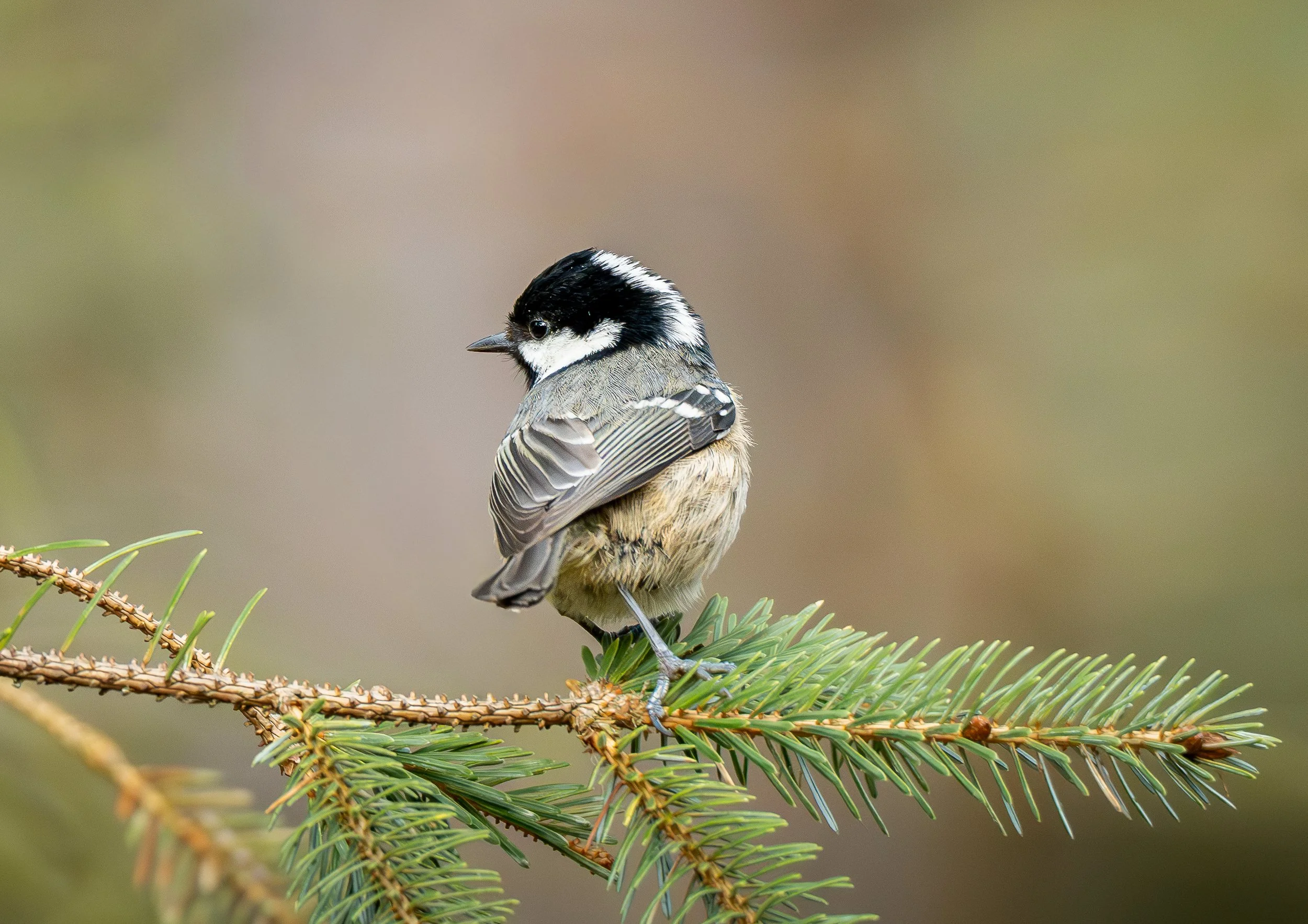 Coal Tit perched on a branch Wildlife Print