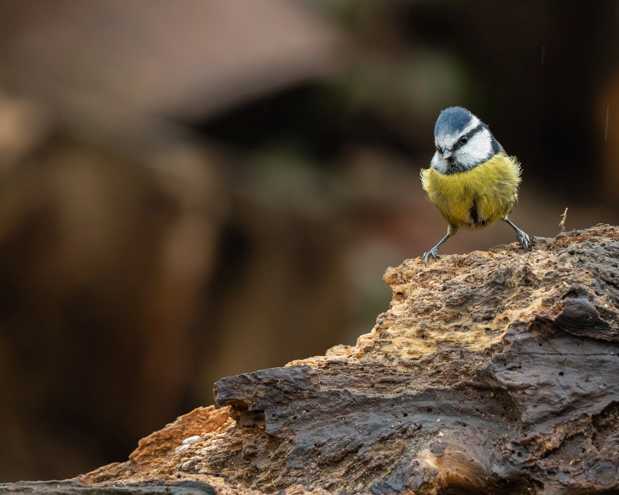 A small bird, a blue tit, with a blue cap, black eye stripe, and yellow chest, standing on a piece of bark.
