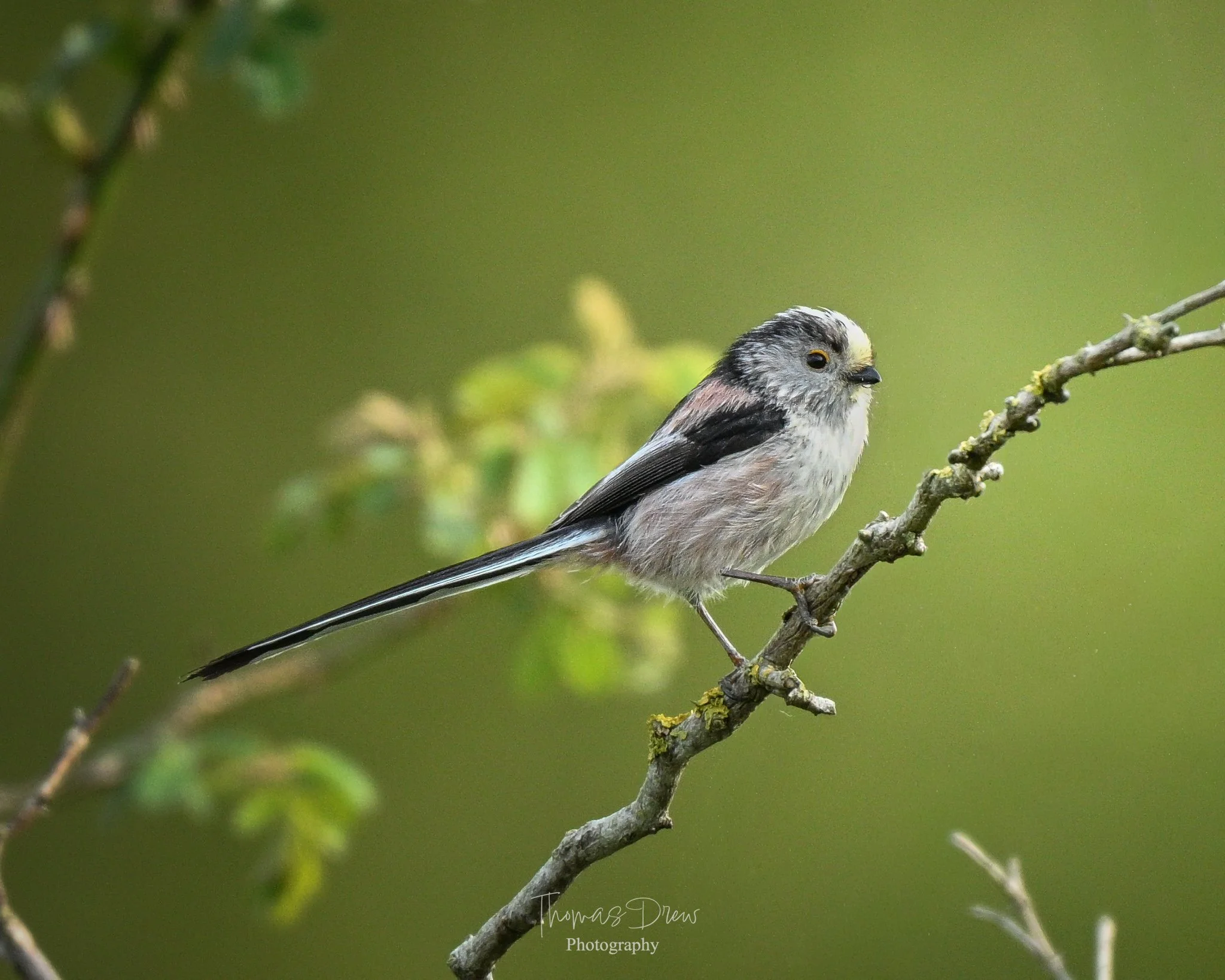 A  Long Tailed Tit with grey and white feathers perched on a thin branch with a blurred green background.