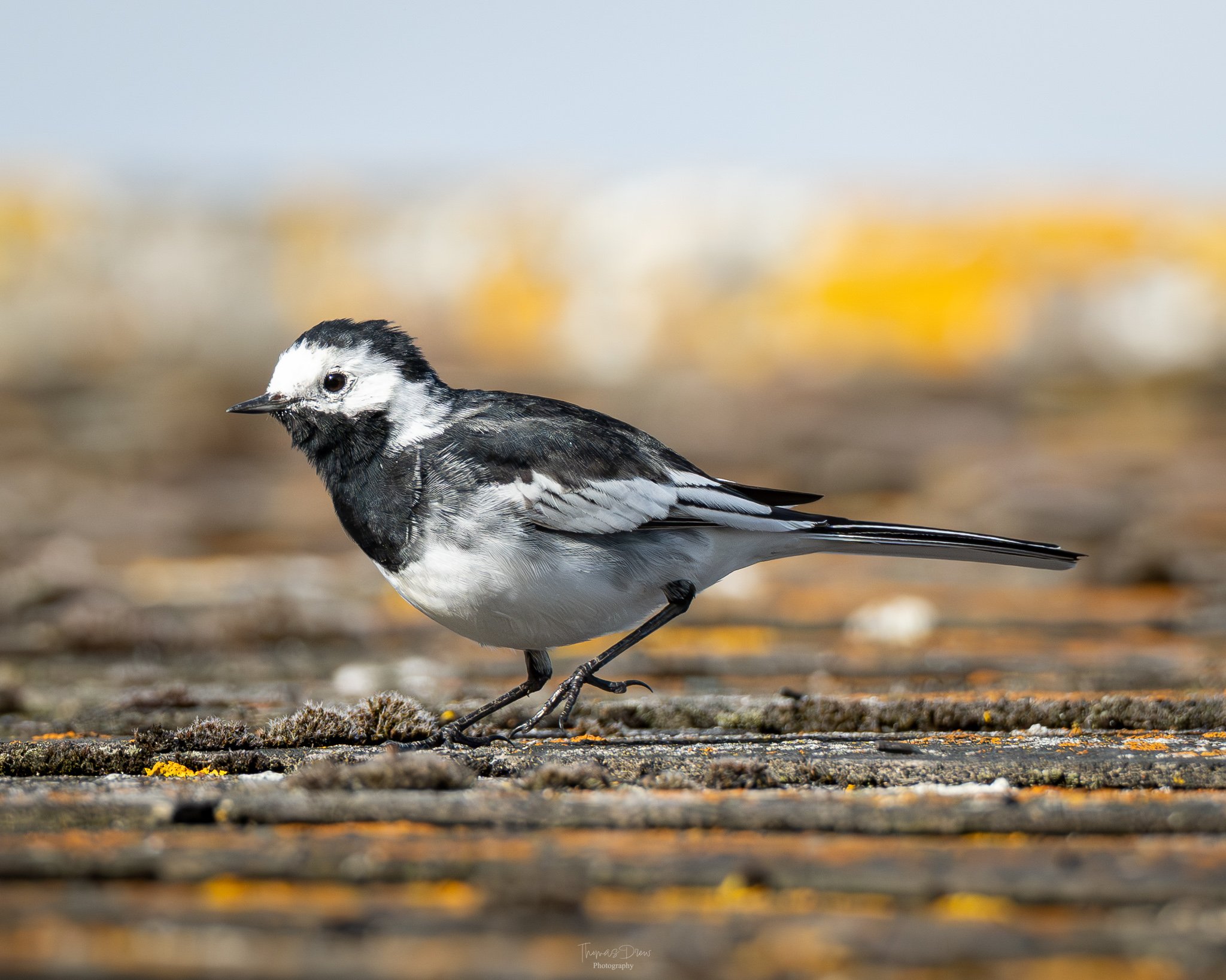 Image of a Pied Wagtail, a small bird with black and white plumage standing on a weathered wooden surface, blurred yellow background.