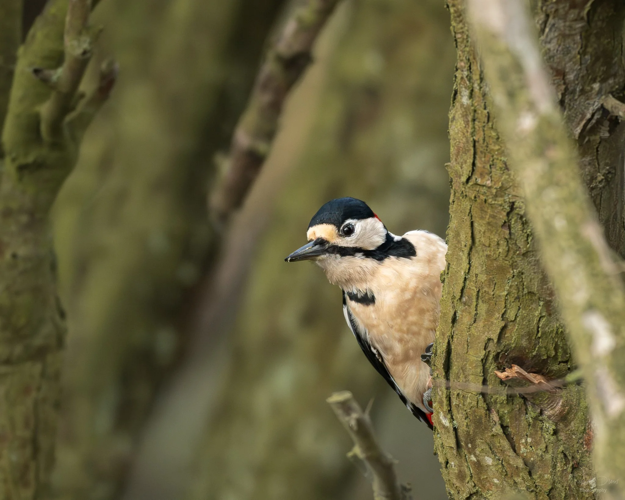 A Great Spotted Woodpecker peeking out from behind a tree trunk.