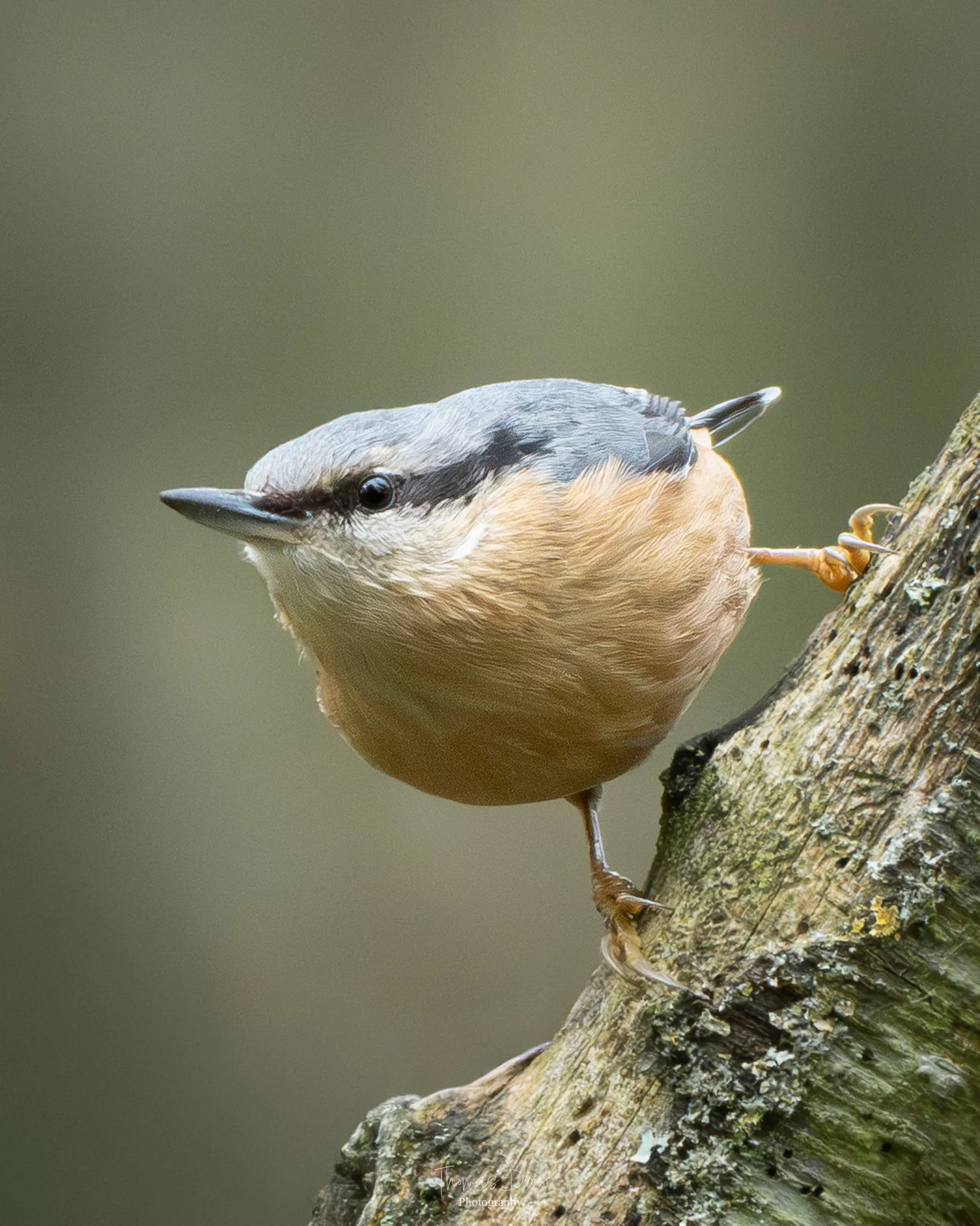 A Nuthatch, a small bird with a black eye, grey head, distinctive black eyebrow stripe, and light brown body, perched on a tree branch.
