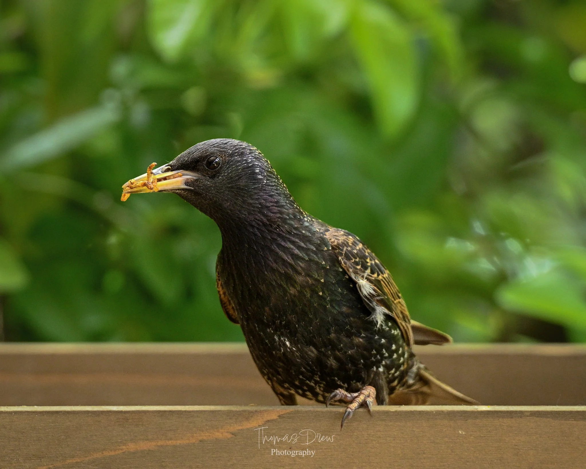 Image of a Starling, a bird sitting on a wooden surface holding a mealworm in its beak, with a blurred green foliage background.