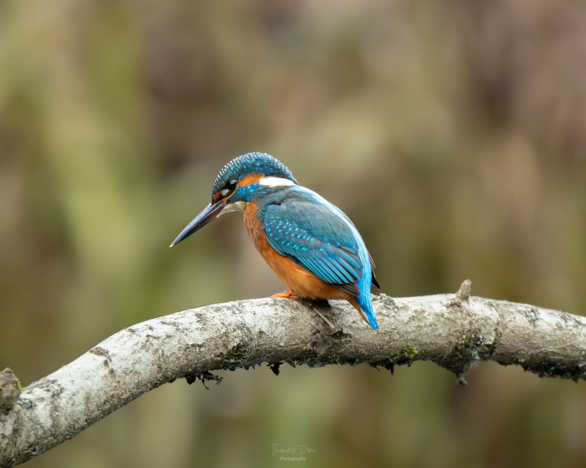 A colorful kingfisher bird perched on a tree branch, looking downward.