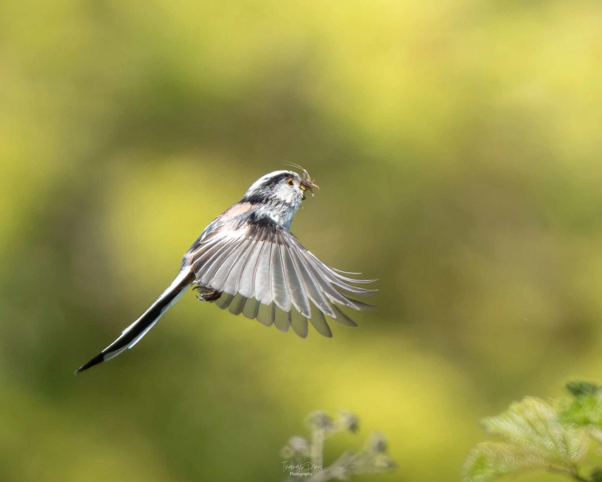 DSC_2844-2.jpg