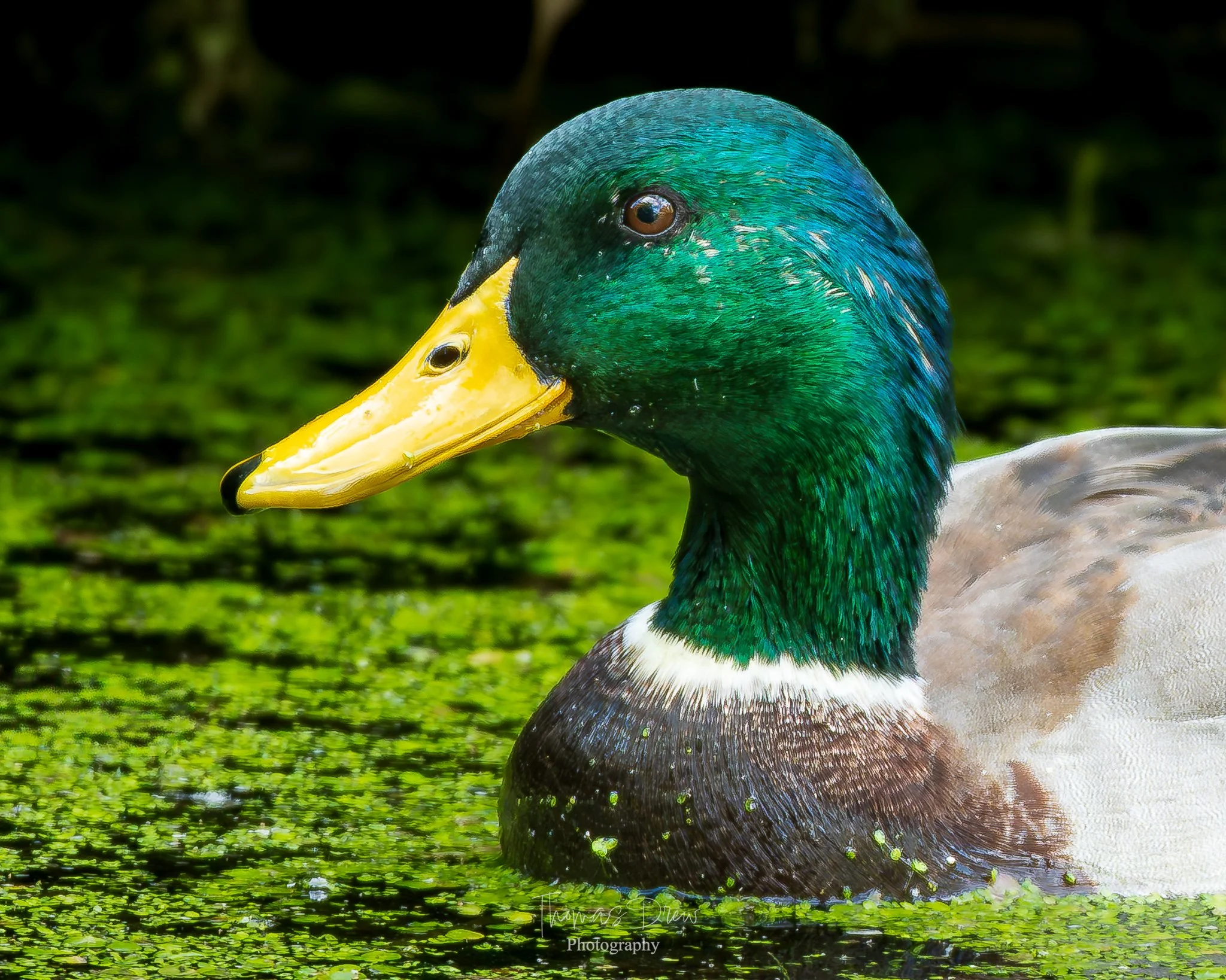 Close-up of a male mallard duck with a green head, yellow bill, and brown chest, swimming in water with green algae.