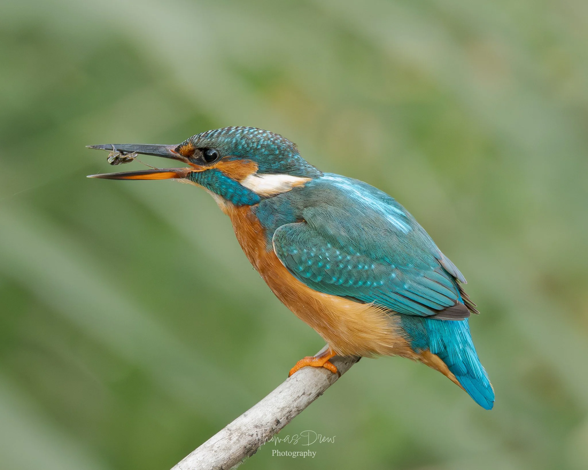 A colorful kingfisher bird perched on a branch, holding a small fish in its beak.
