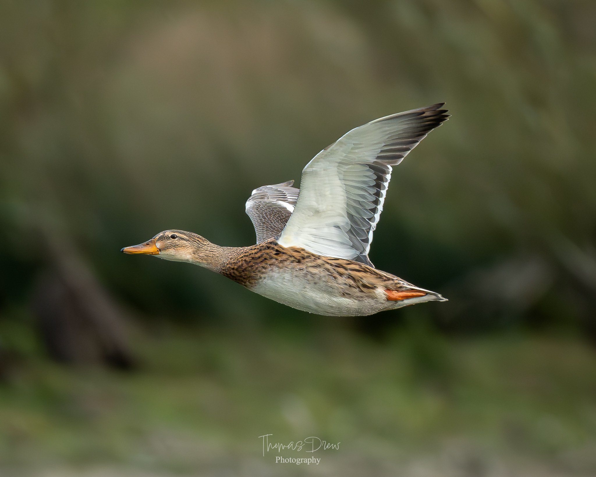 A Female Mallard duck in flight with brown and beige markings on its body and grey wings with black tips, flying against a blurred green background.