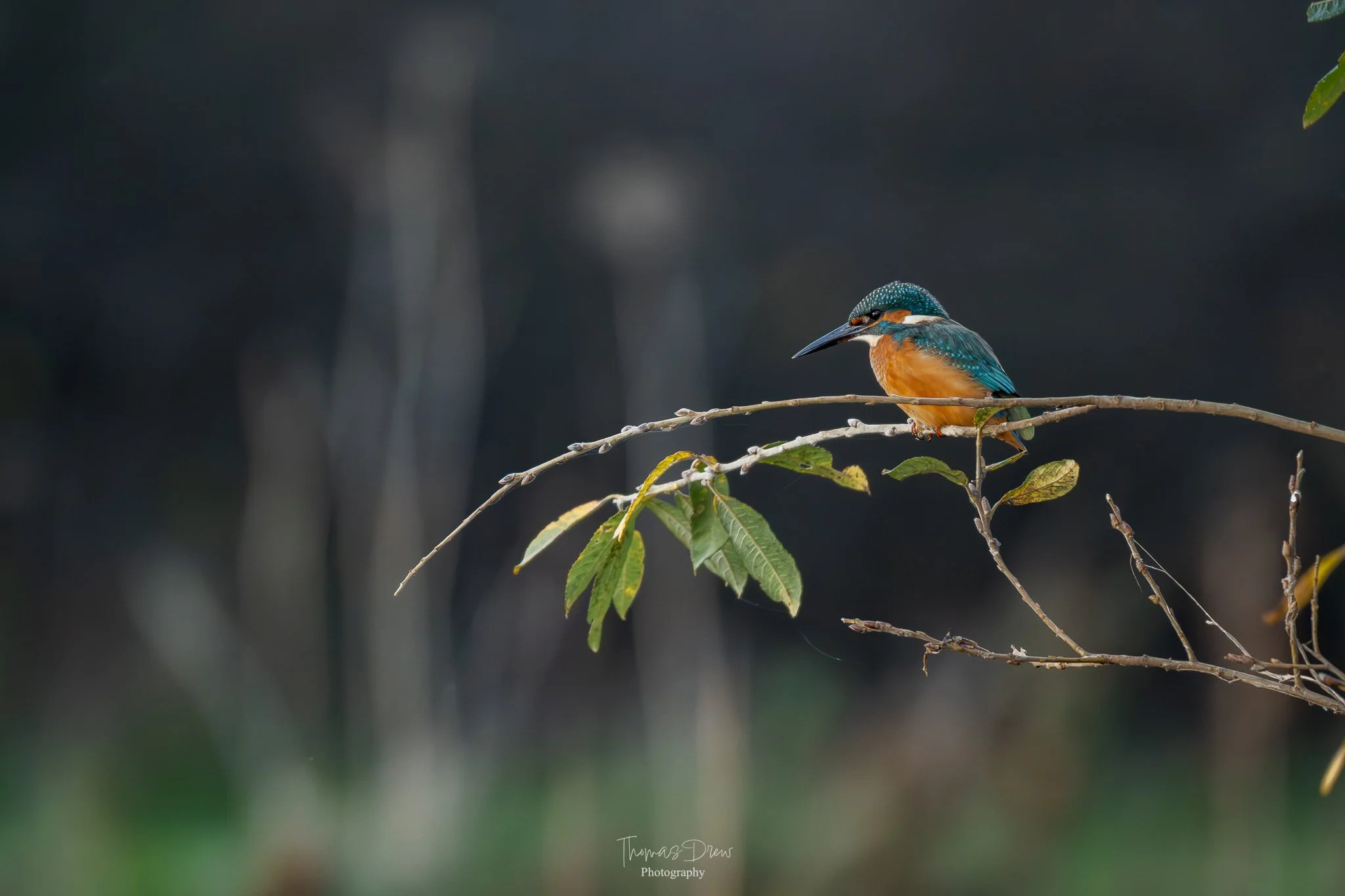 A kingfisher bird with blue and orange plumage perched on a thin branch against a dark, blurred background.