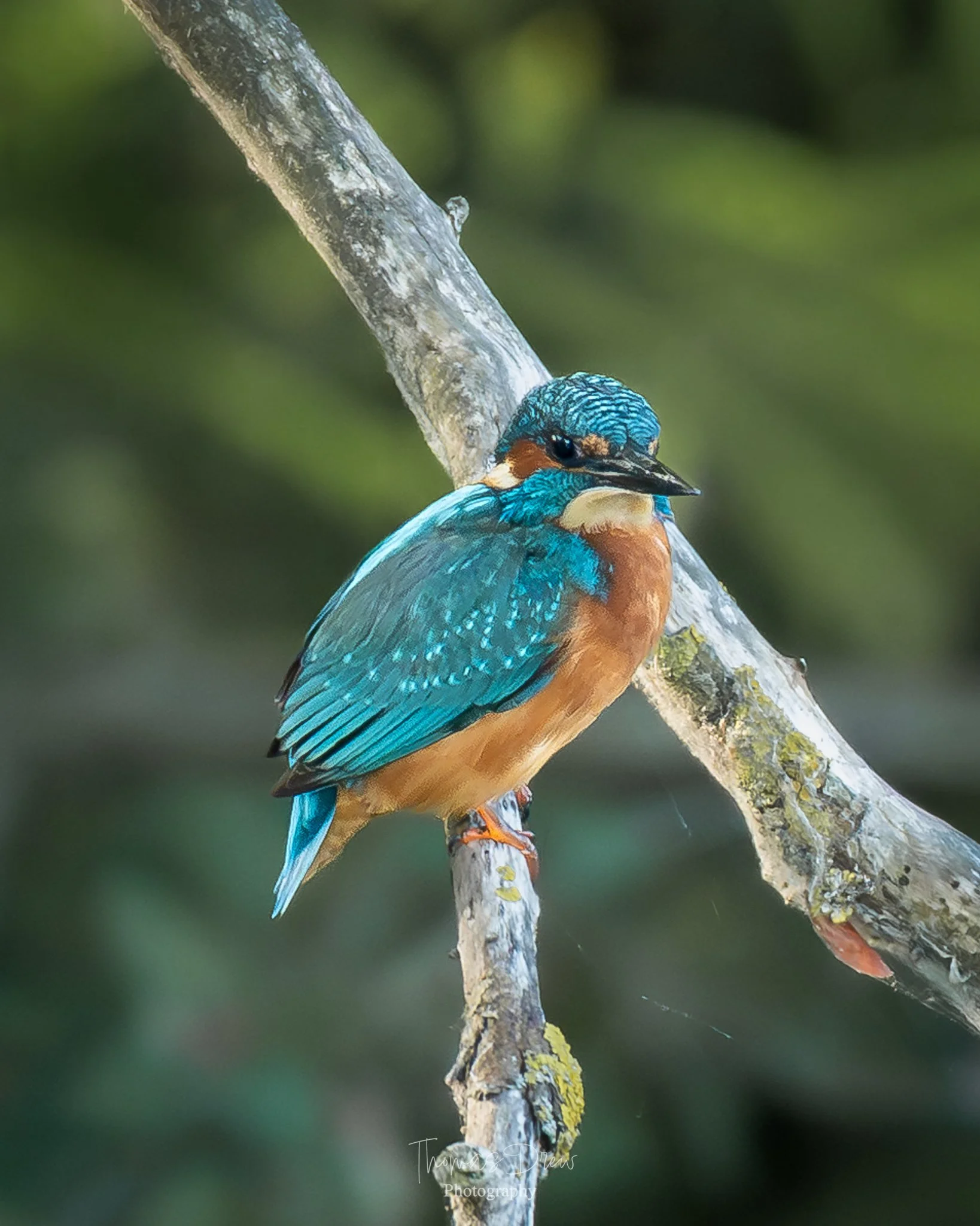 A colorful kingfisher bird with blue and orange feathers perched on a branch