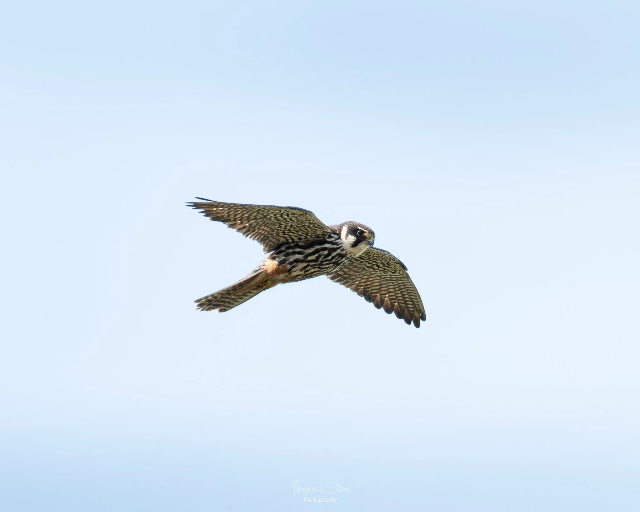 A bird, a Hobby in flight with outstretched wings against a light blue sky.