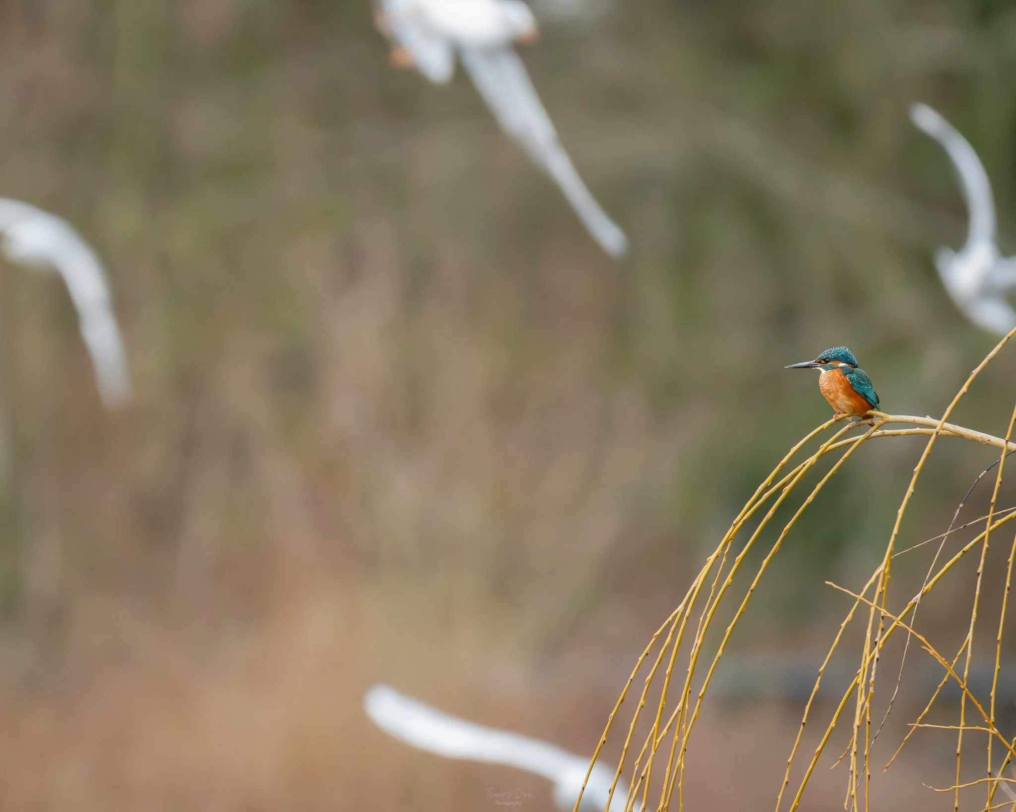 A kingfisher bird perched on a curved thin branch against a blurred natural background.