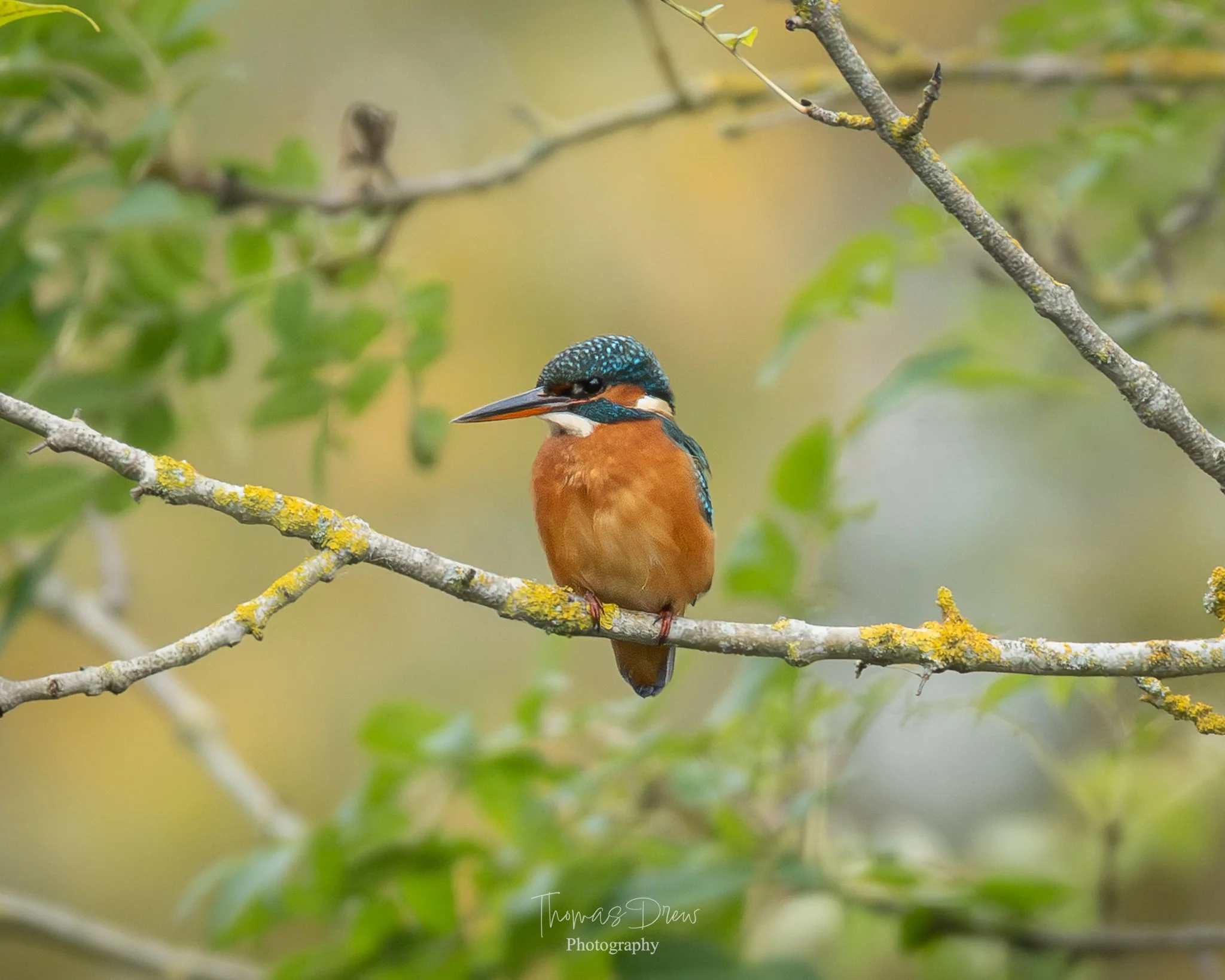 A colorful kingfisher bird perched on a lichen-covered branch with green leaves and a blurred background.