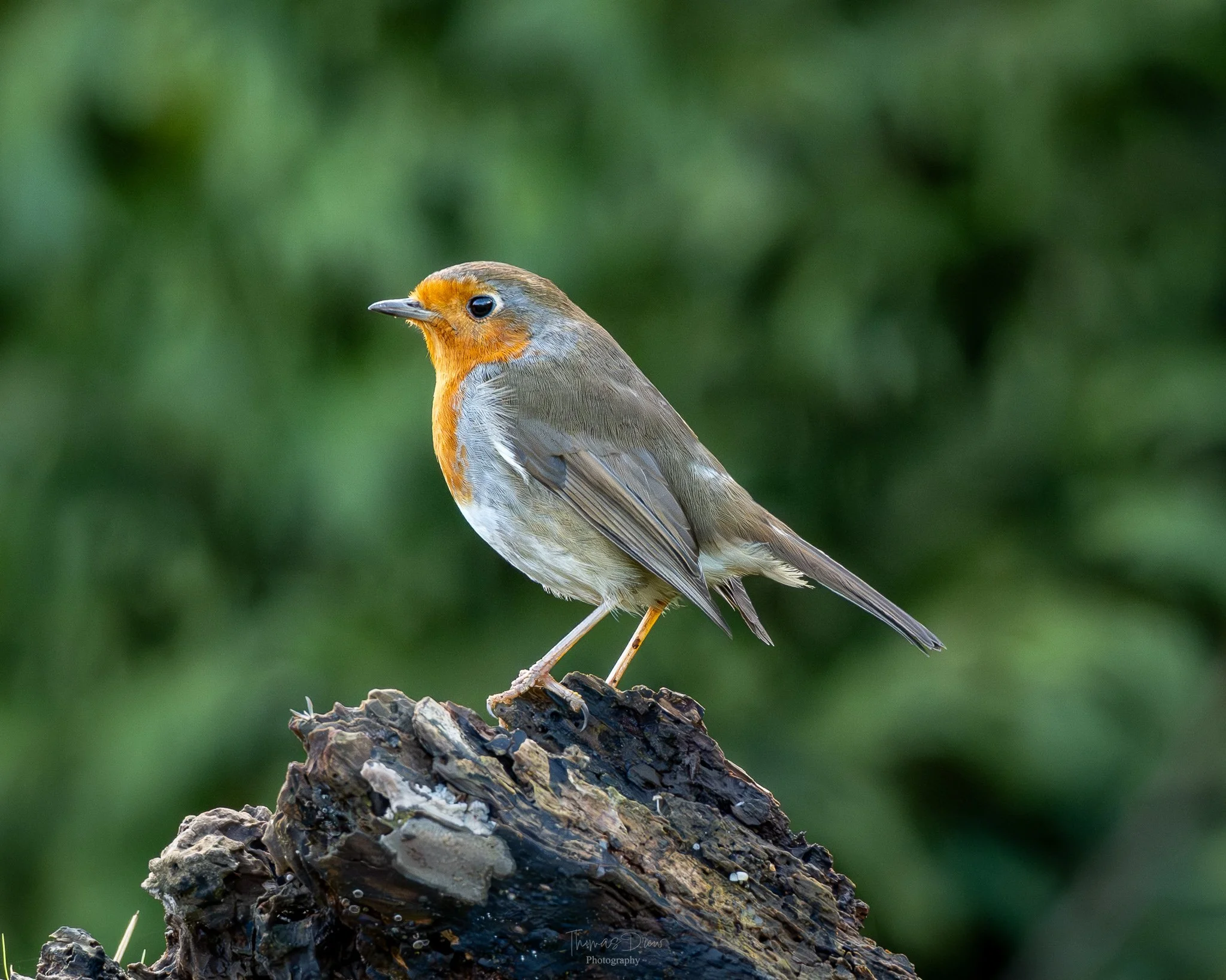 A small Robin bird with an orange face, grey body, and white belly perched on a tree branch against a blurred green background.