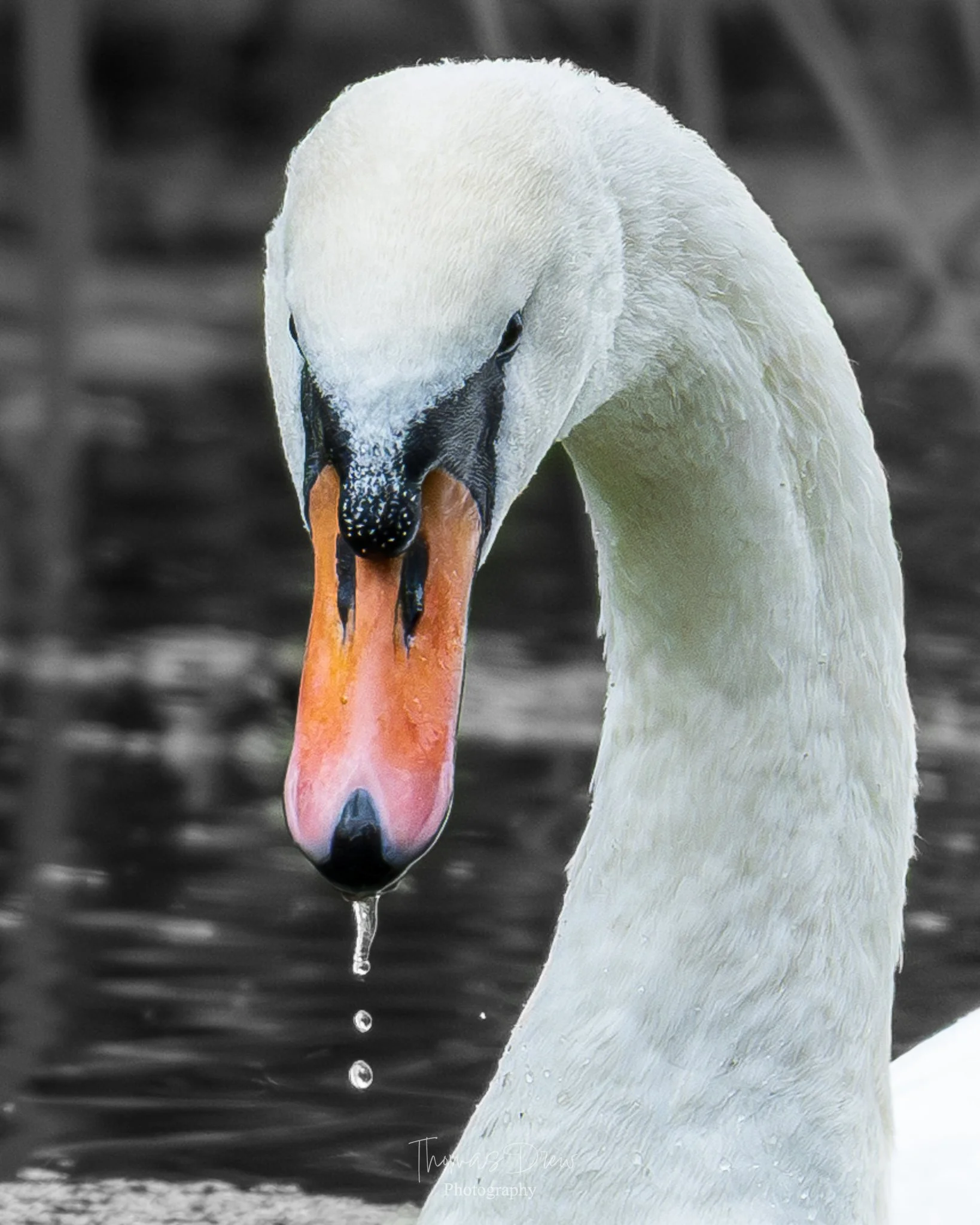 Close-up image of a mute swan with water dripping from its beak, black background.