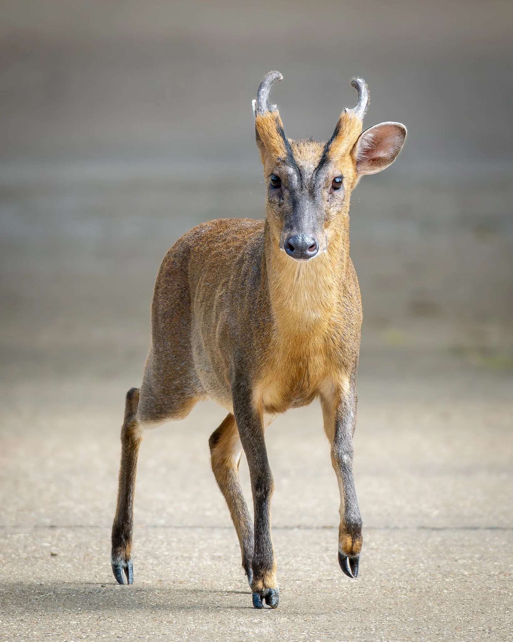 Image of a Young Muntjac Deer walking on a sandy surface with a blurred background.