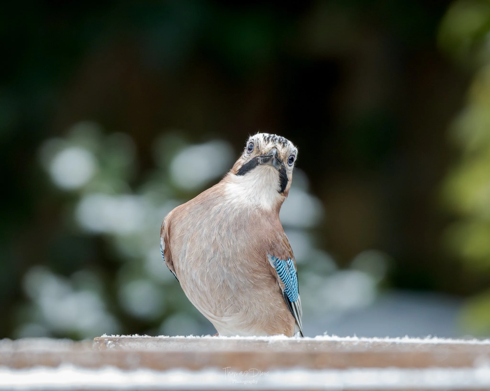 Close-up of a Eurasian Jay bird, sitting on a wooden surface with a blurred green and white background.
