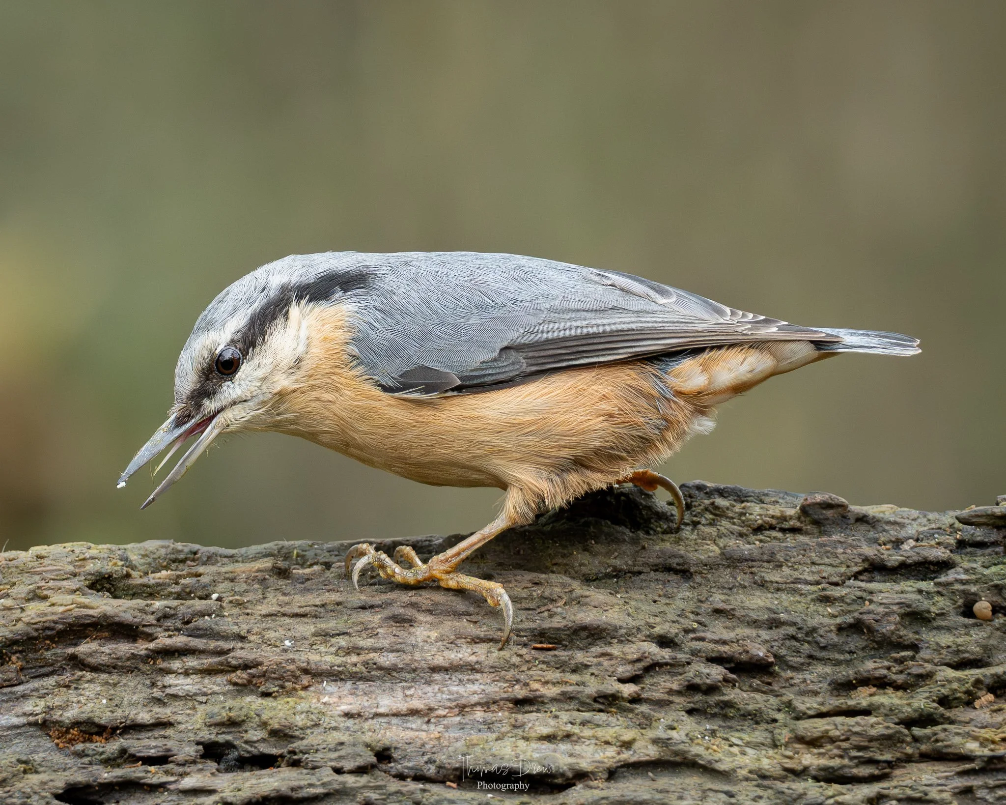 A Nuthatch bird perched on a log, with its beak open.