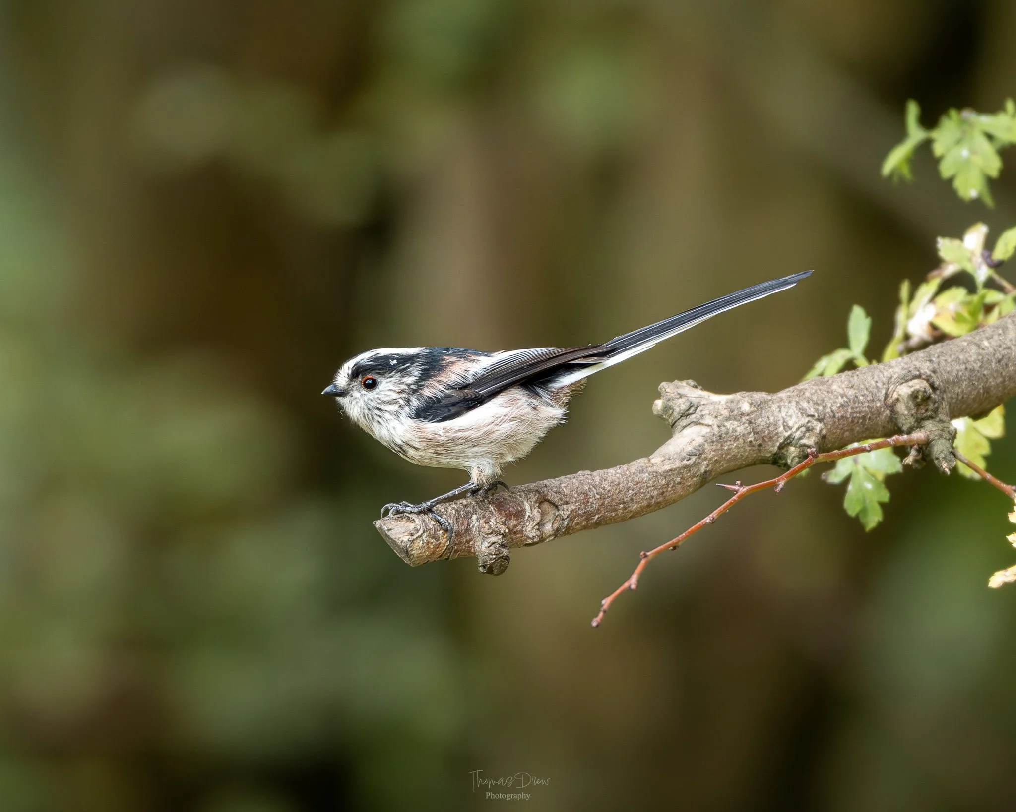 A Long Tailed Tit bird with black, white, and beige plumage perched on a thin branch.