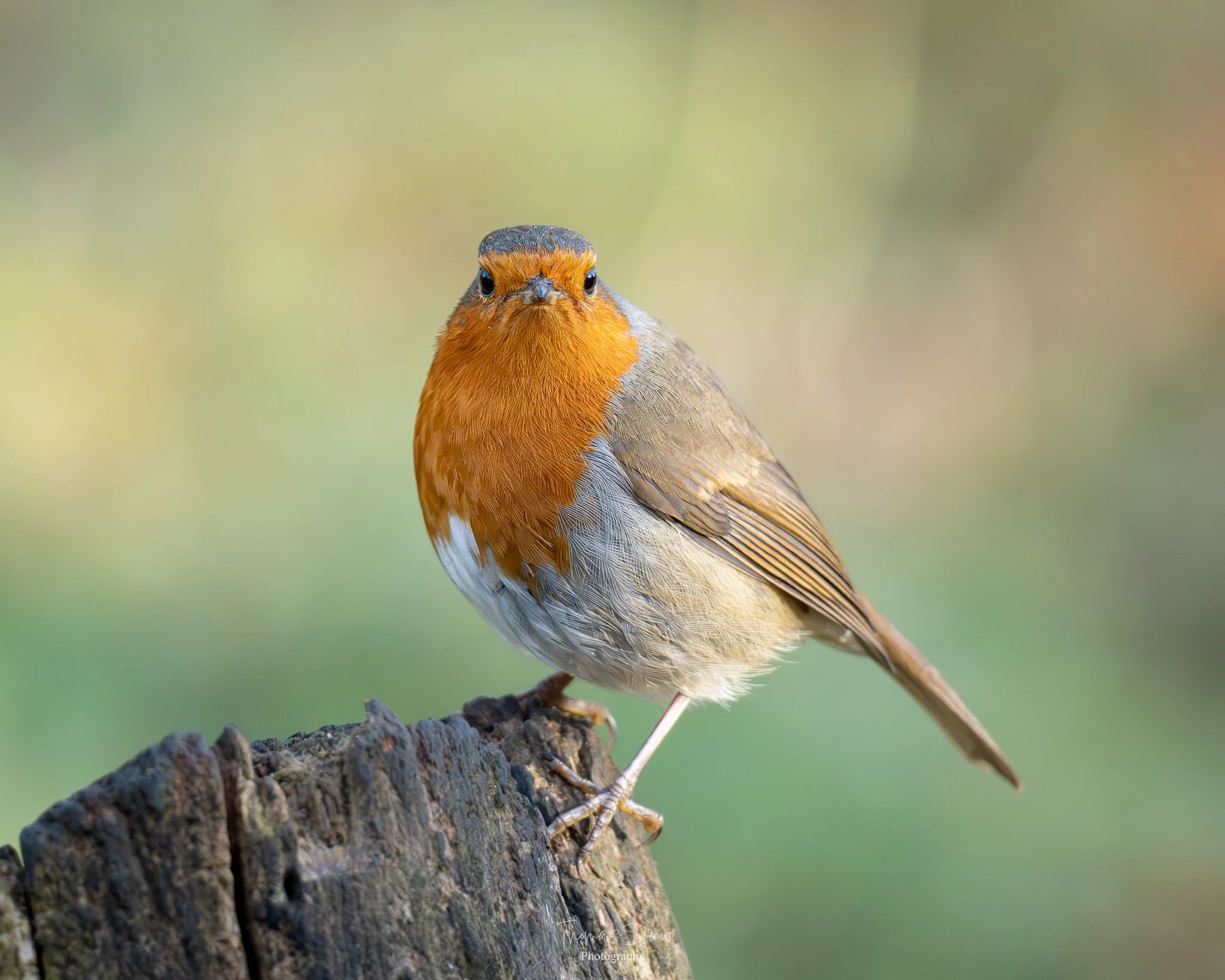 A small Robin bird with orange and grey feathers perched on a tree stump against a blurred green background.