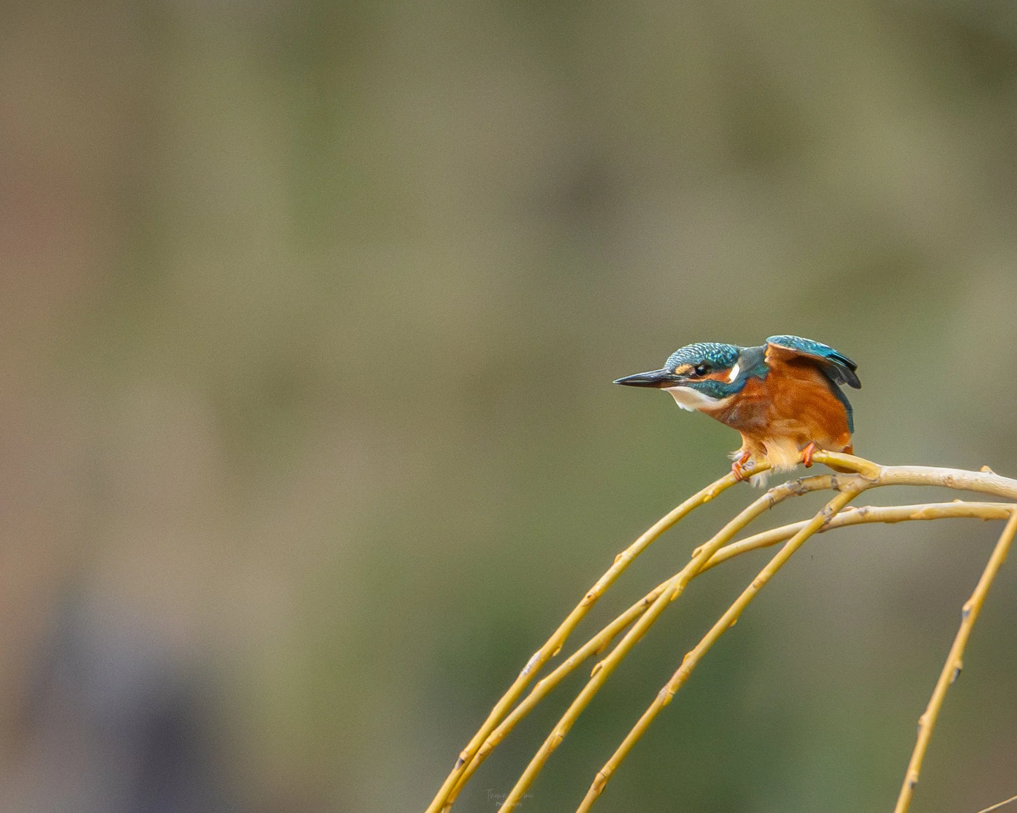 A colorful kingfisher bird perched on thin yellow branches against a blurred green background.