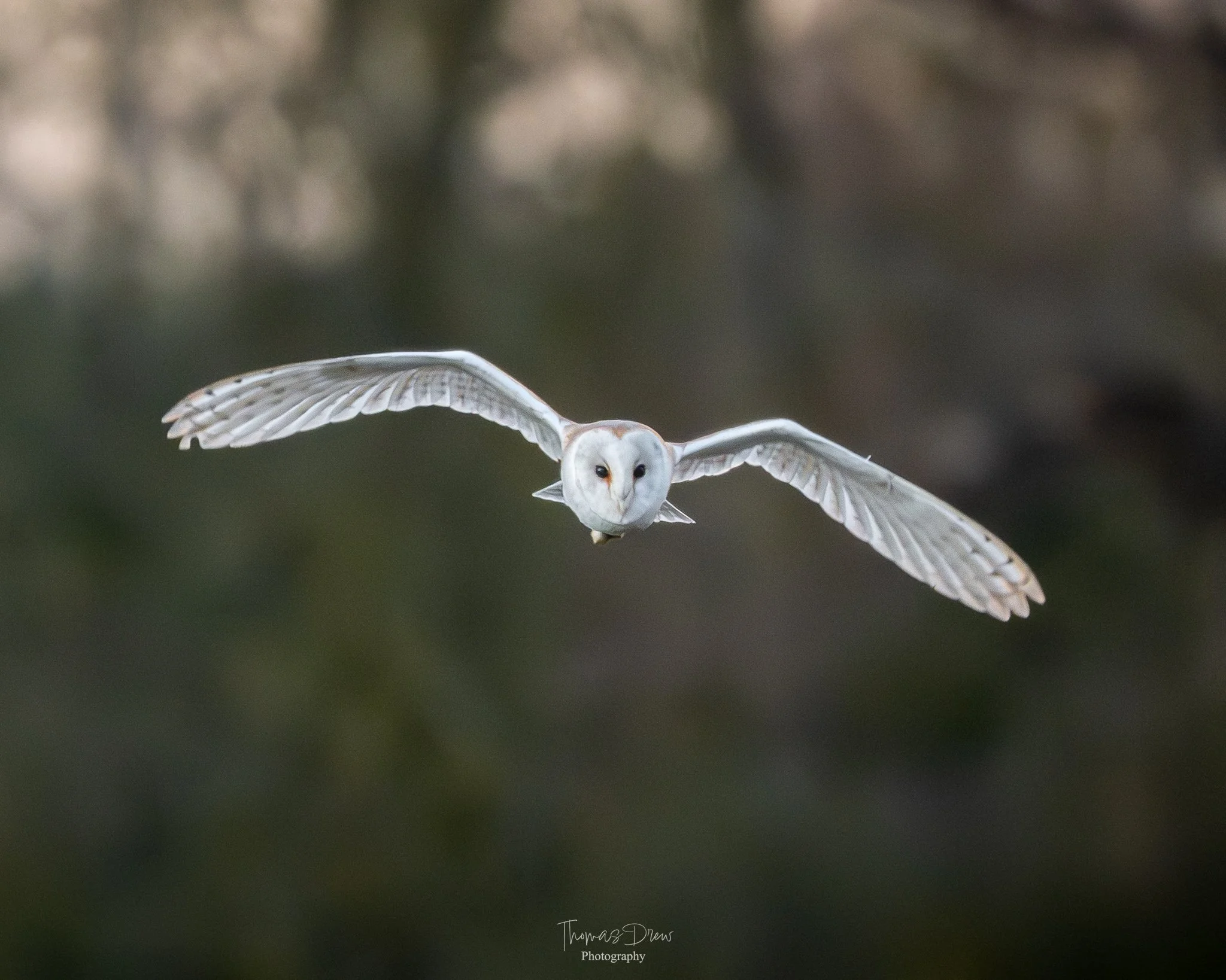 Image of a Barn Owl flying with wings spread wide, captured in mid-flight against a blurred natural background.