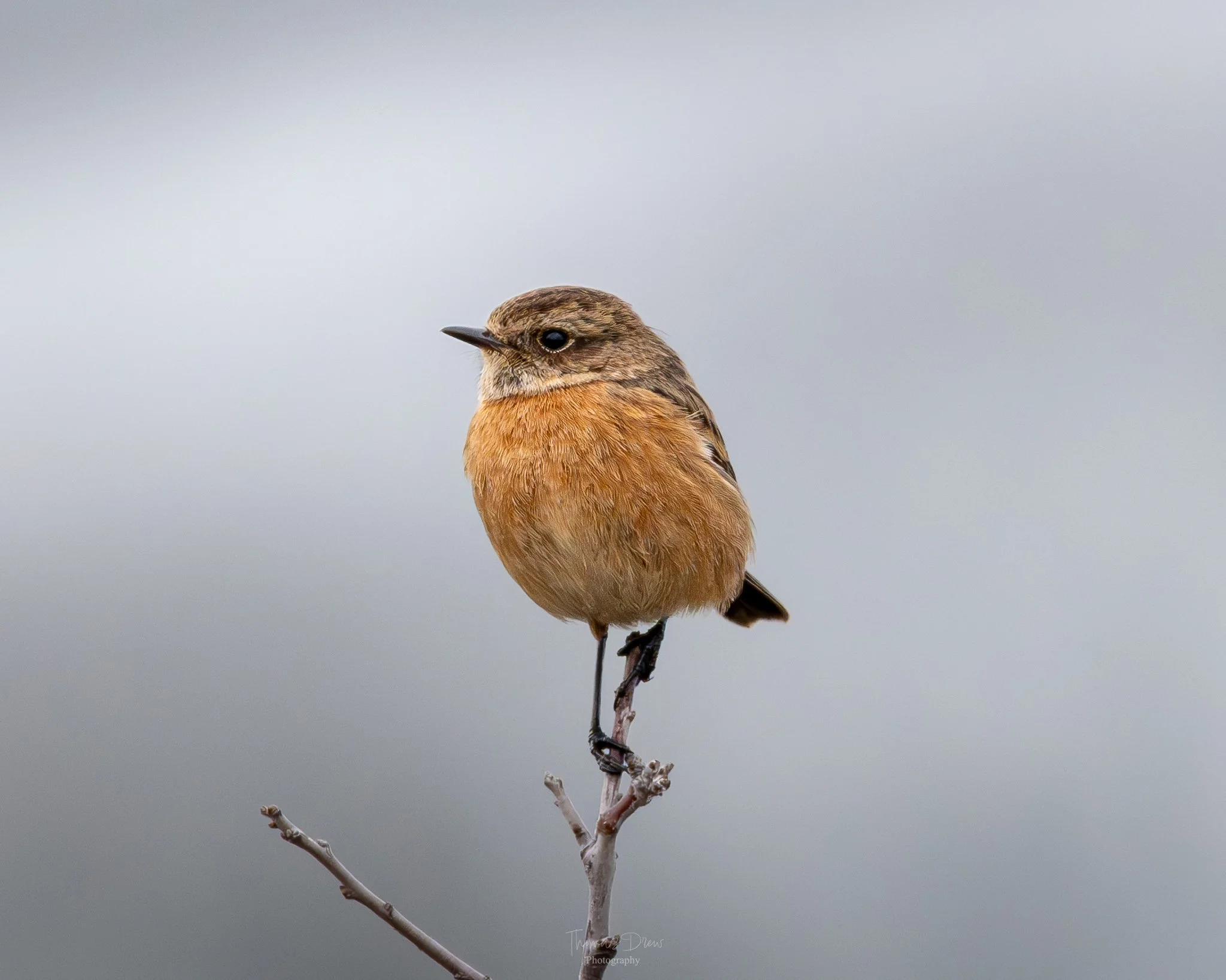 A Stonechat, a small bird with orange and brown feathers perched on a thin, leafless branch against a blurred grey background.