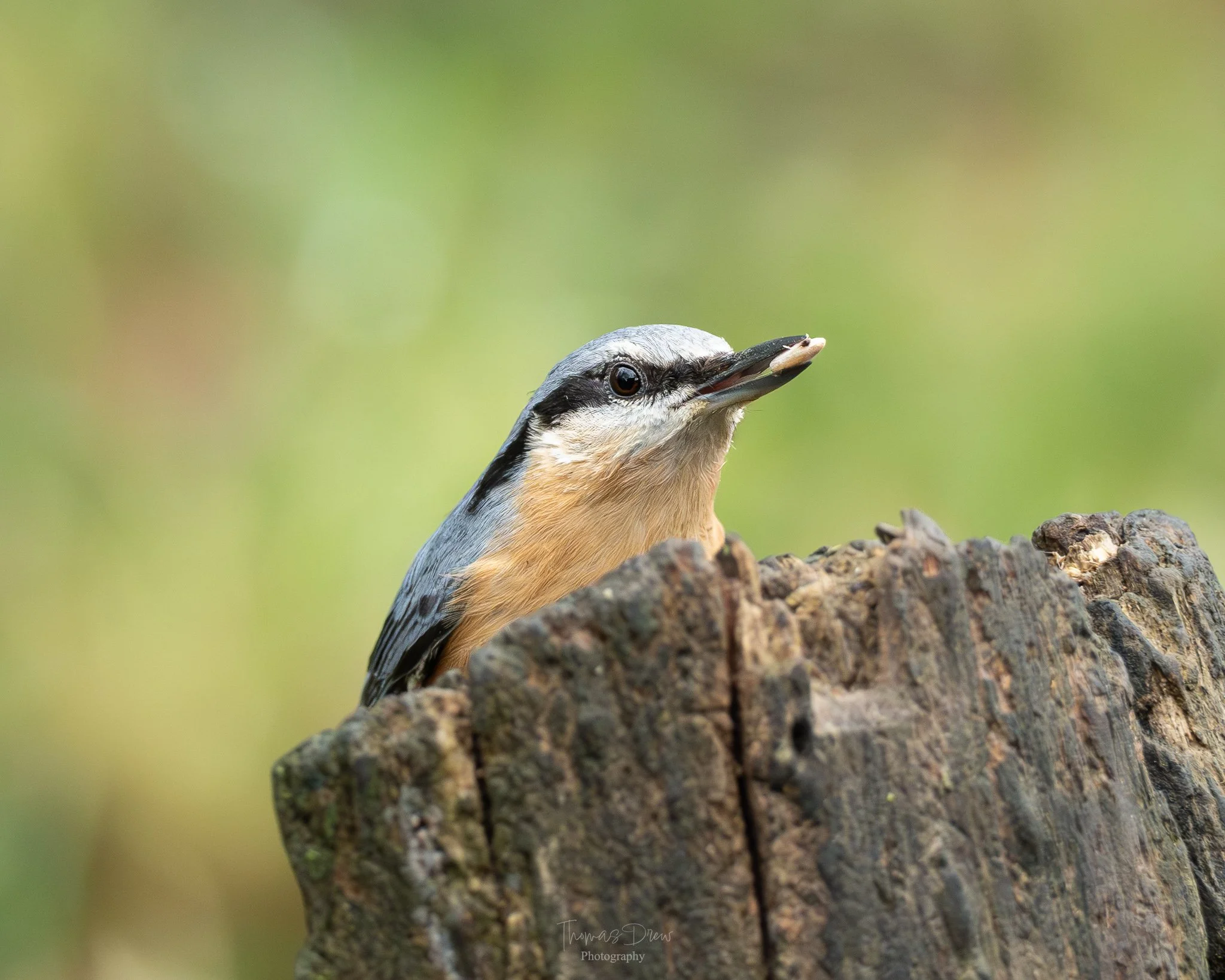 A Nuthatch peeking out from behind a tree trunk with a seed in its beak, in a natural outdoor setting.