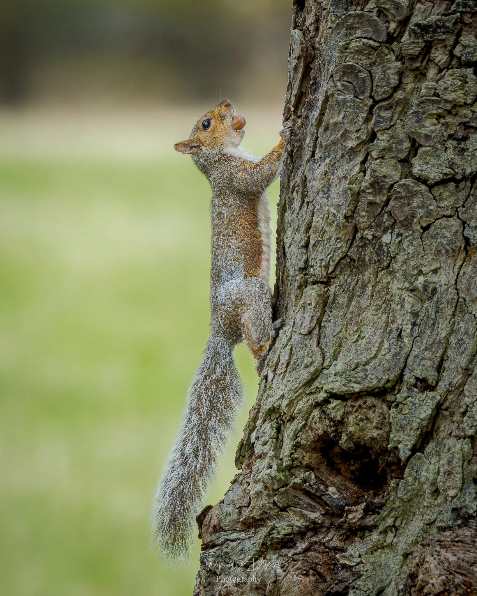 A squirrel climbing a tree with a nut in its mouth.