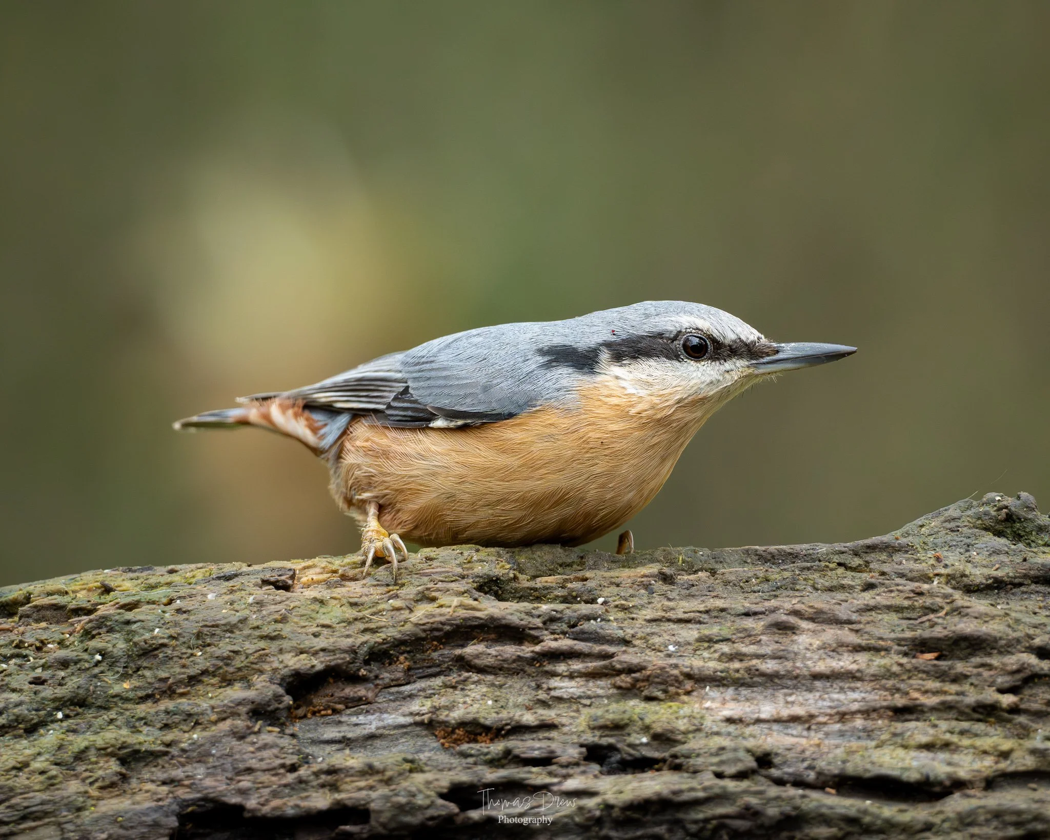 A close-up of a Nuthatch bird with a beige breast, grey head, and black eye stripe, perched on a textured tree branch with a blurred green background.