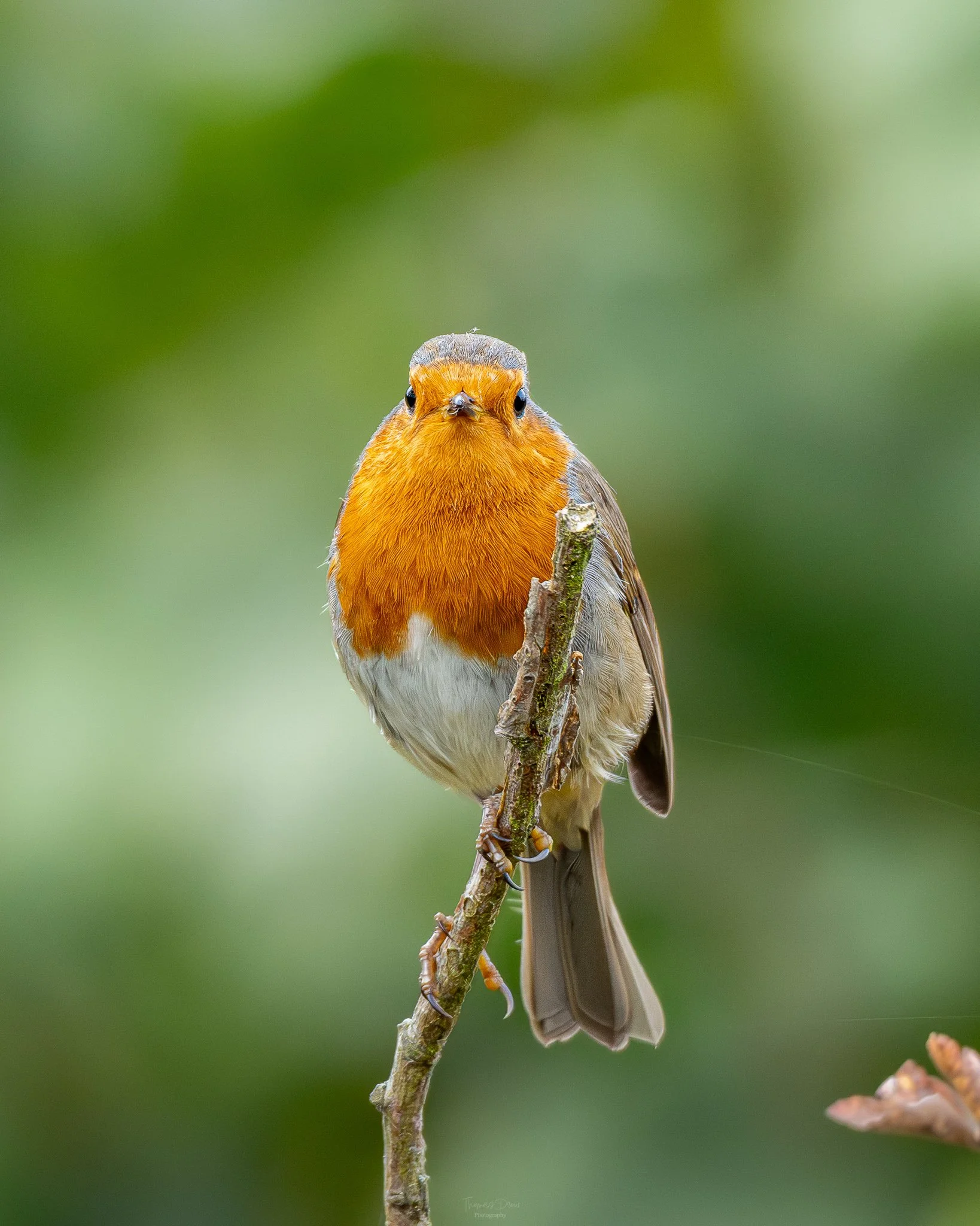 A Robin with an orange face and chest perched on a thin branch against a blurred green background.