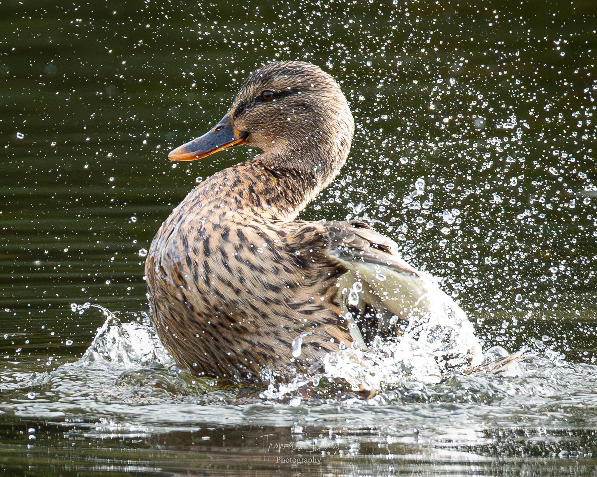 A Mallard duck splashing in the water with water droplets surrounding it.