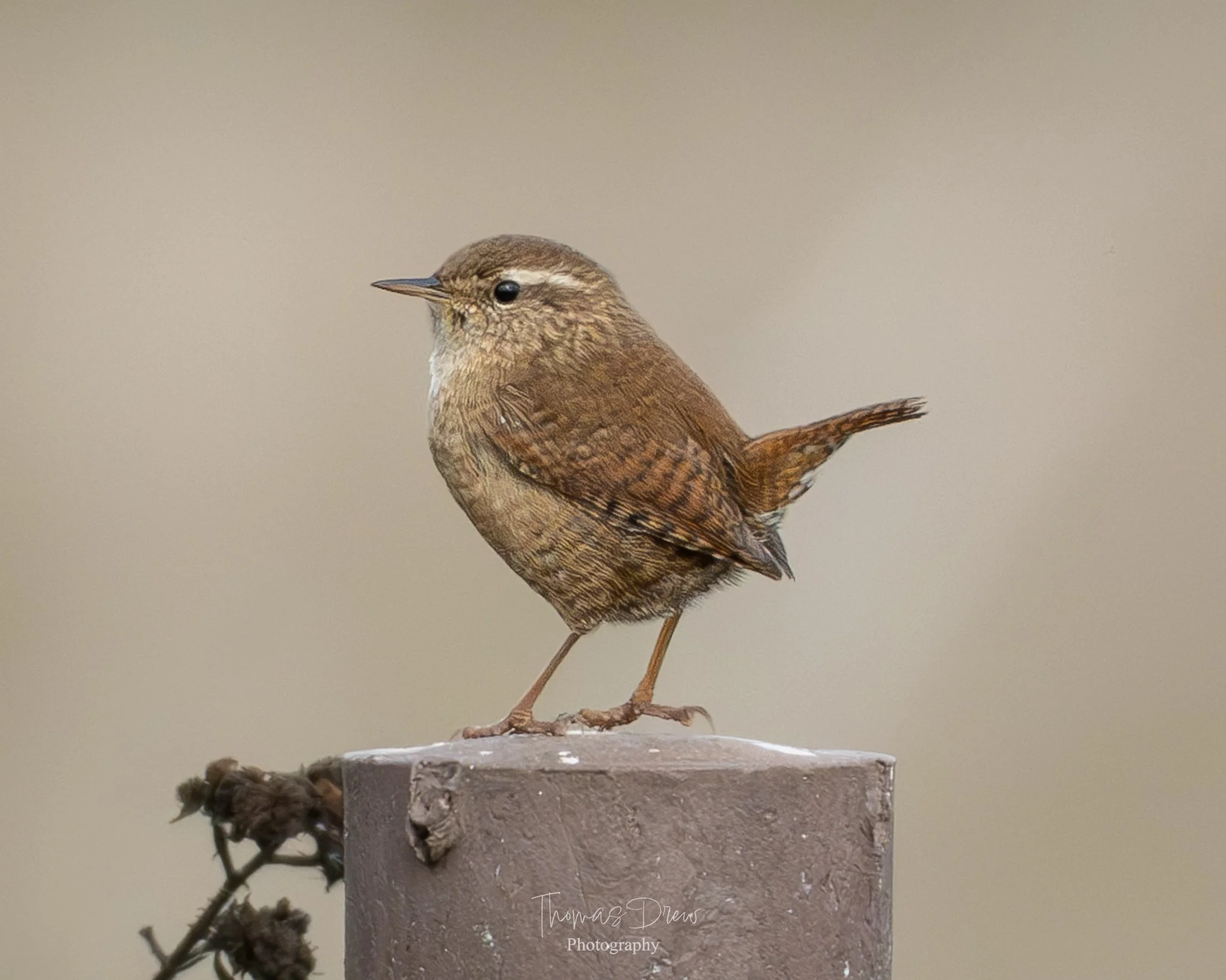Image of a Wren, a small brown bird perched on a concrete block with dried plant material in front, isolated against a neutral background.