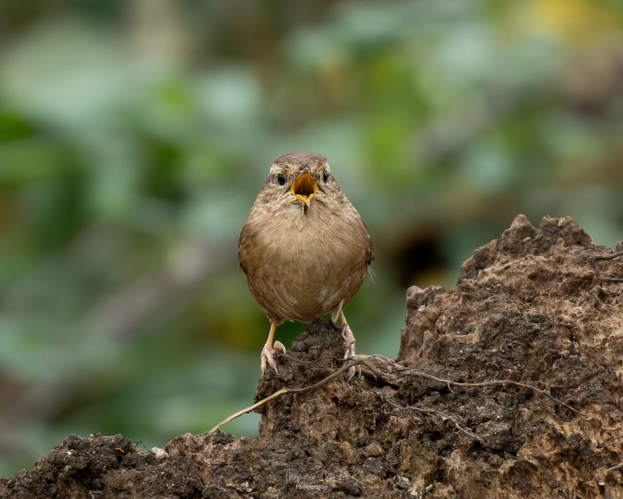 Image of a Wren, a small brown bird with an open beak, singing or calling, perched on a piece of soil or rock with a blurred green background.