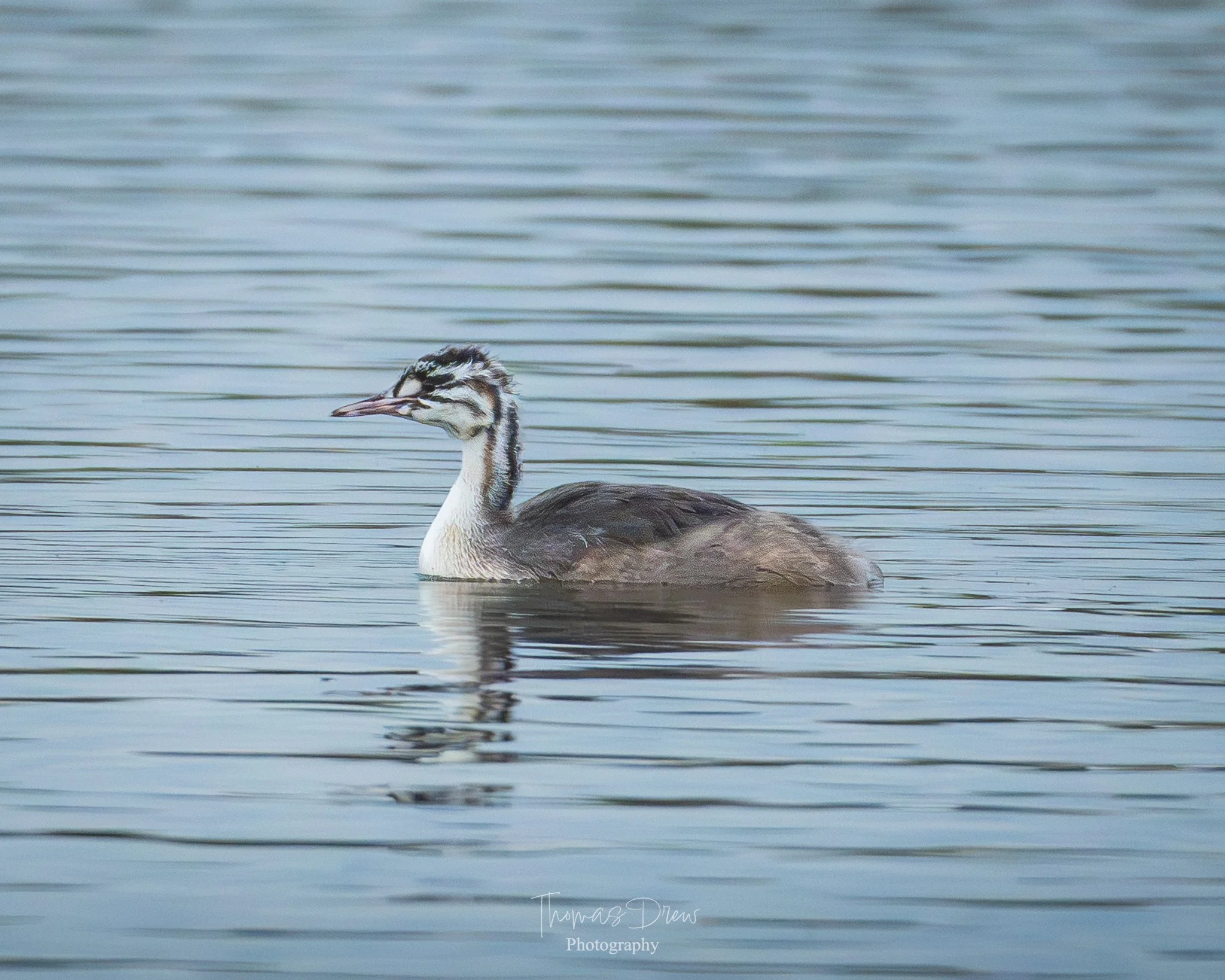Image of a juvenile Great Crested Grebe swimming in a calm body of water with a blurred background.