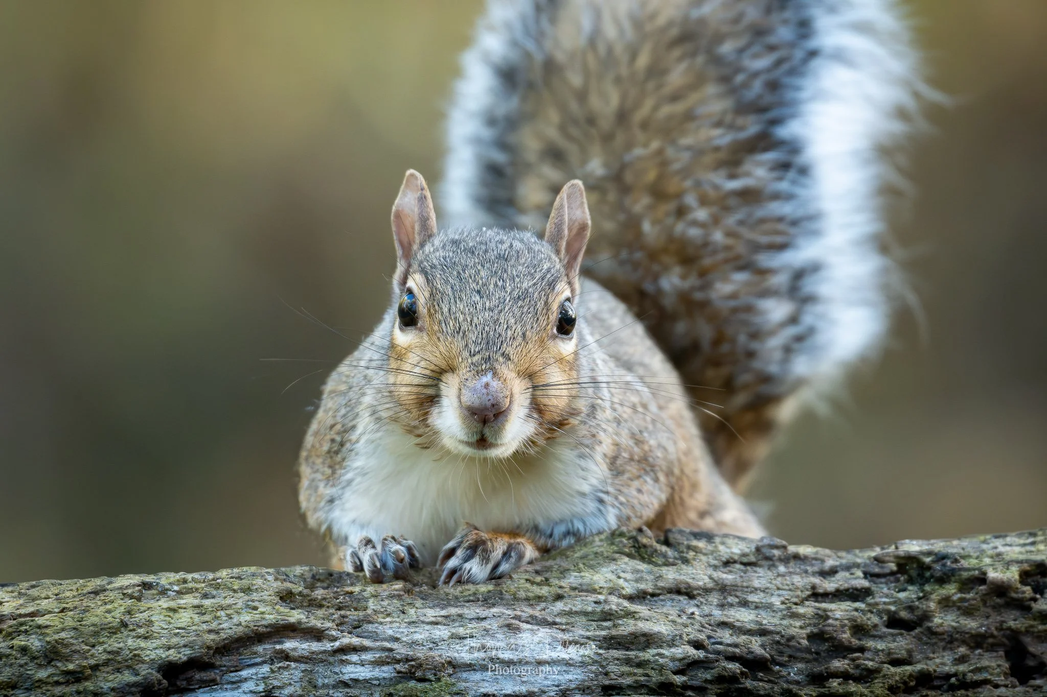 Close-up of a squirrel on a tree branch, facing forward, with a blurred natural background.