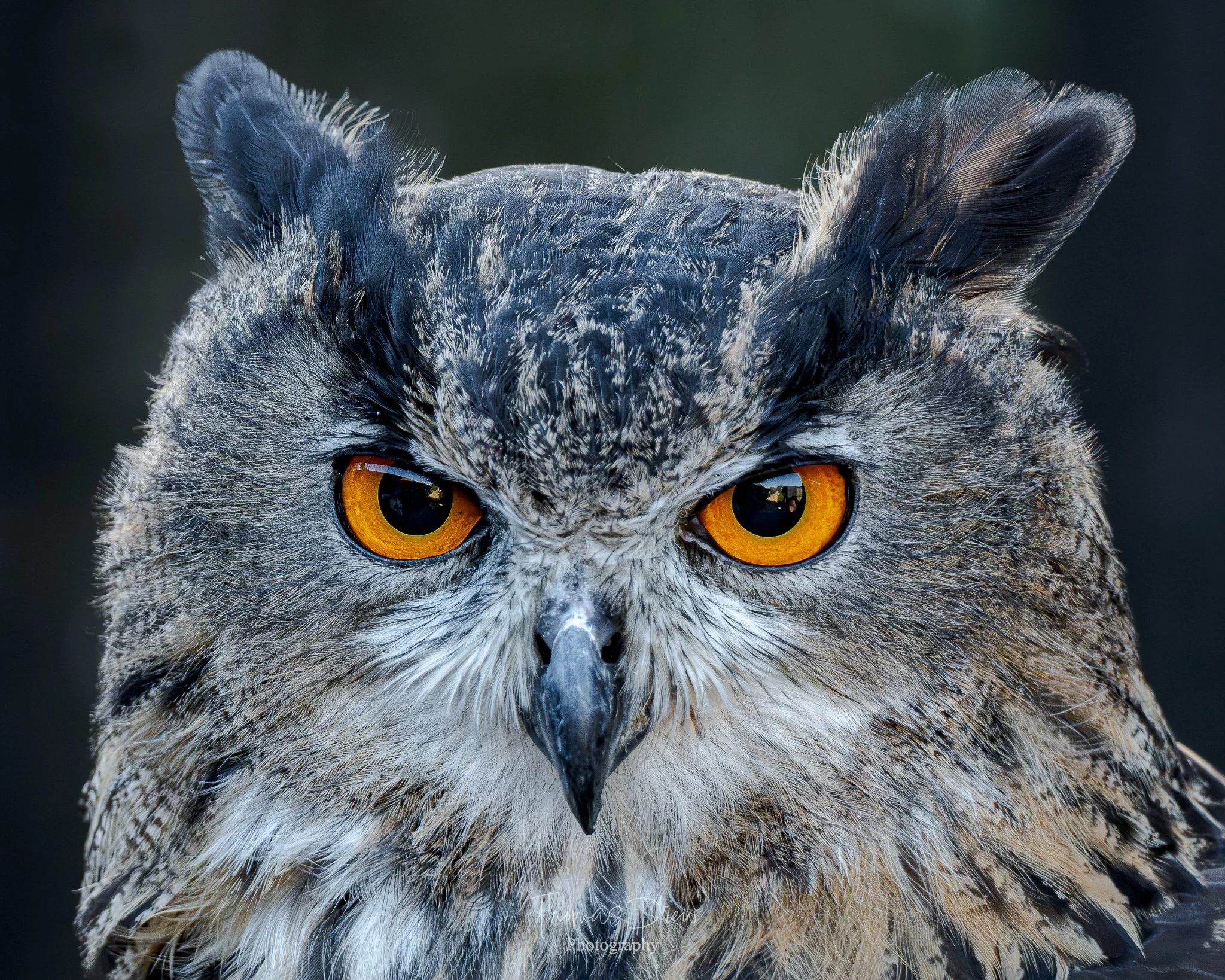 Close-up image of an Eagle Owl with striking orange eyes and detailed feather markings.