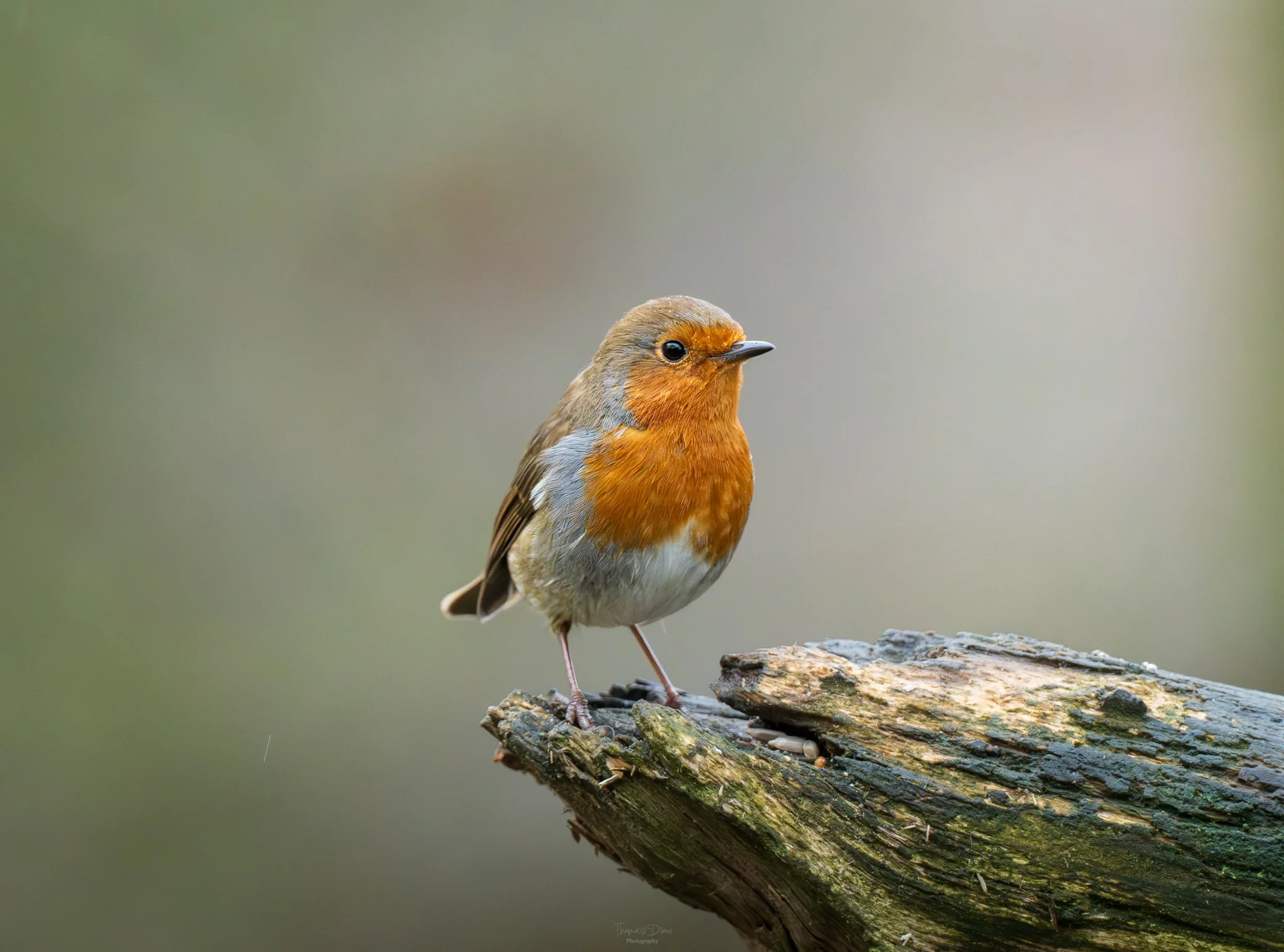 Image of a Robin, a small bird with an orange breast and face, brown wings, and a white belly, perched on a mossy, weathered log.