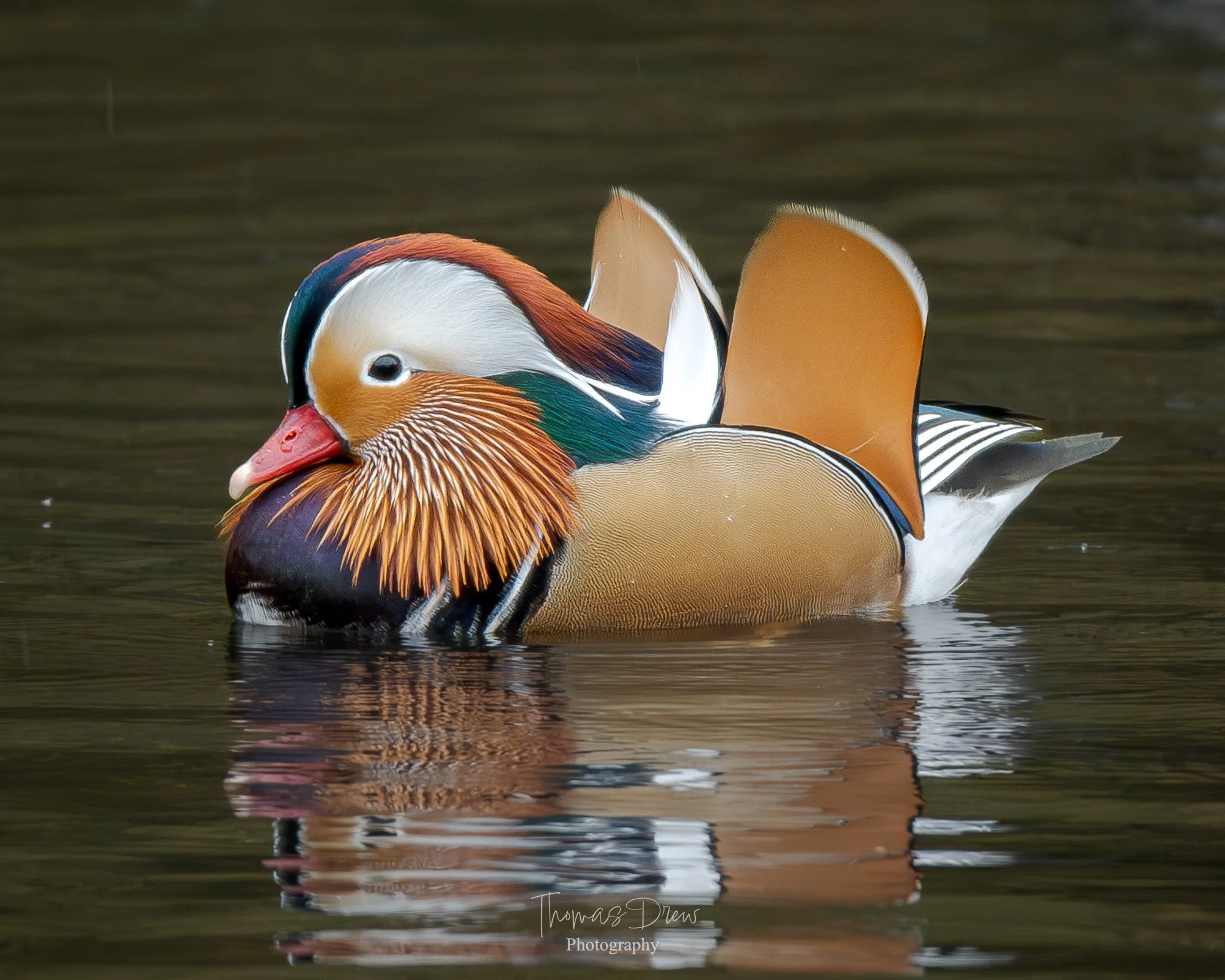 Image of a colourful male Mandarin duck swimming in water with reflections, showing vibrant plumage with orange, green, white, and blue feathers.