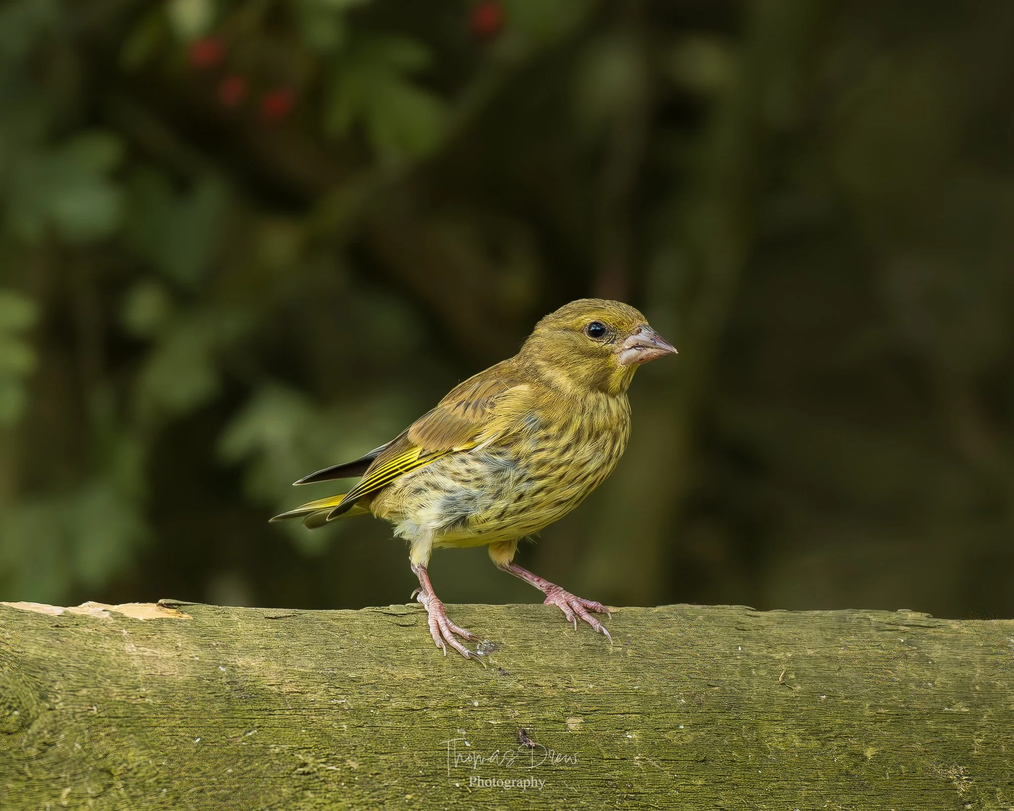 A Greenfinch, a small yellow bird with brown streaked markings perched on a tree branch, with a blurred green background.