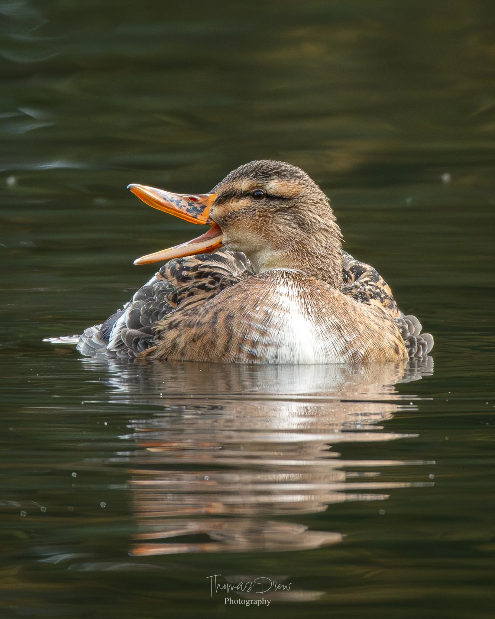 A close-up of a Mallard duck swimming in a body of water, with a partially open beak.